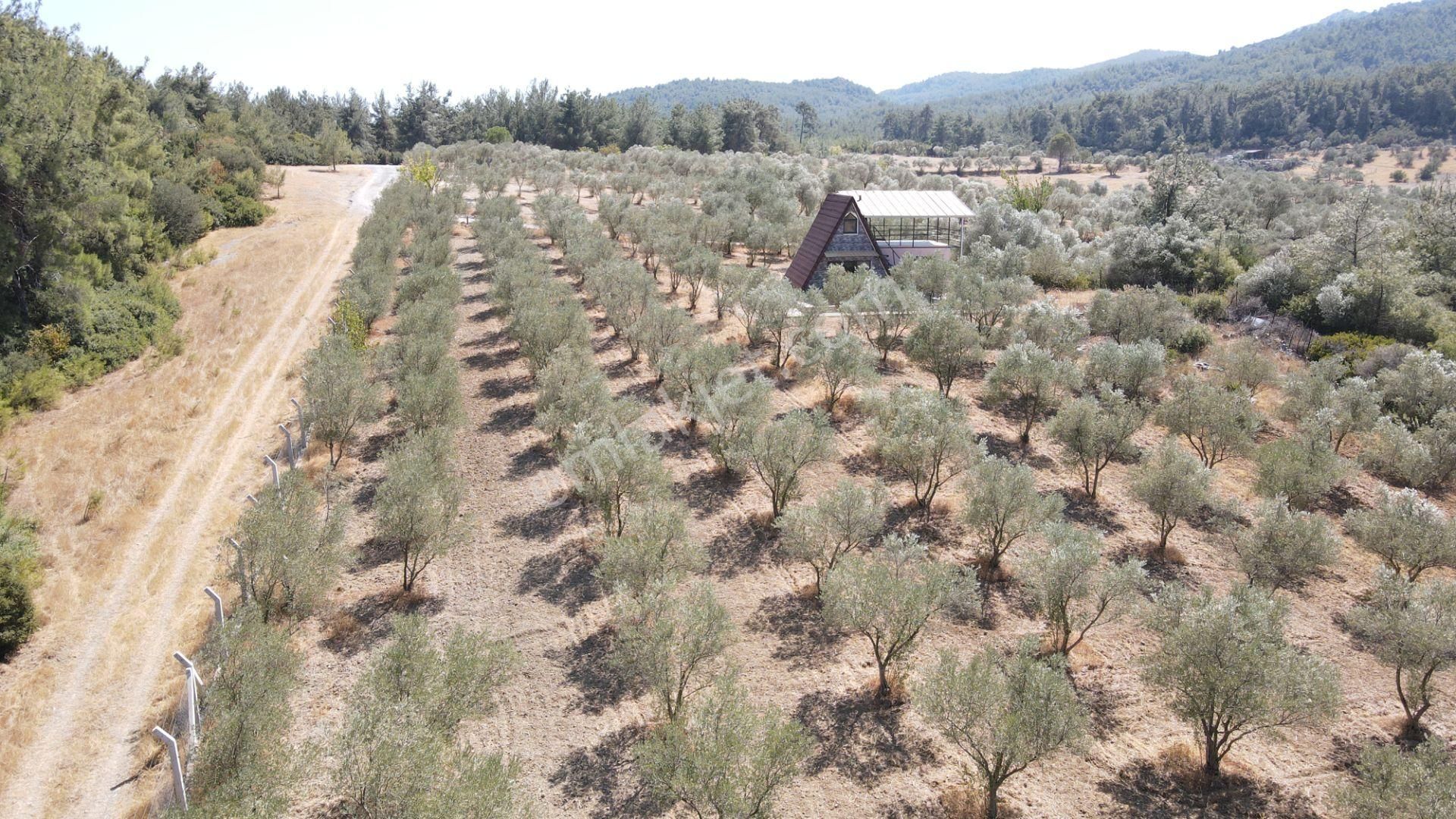 İzmir Ataköy'de Satılık Tek Tapu 2.260 M2 Muhteşem Dağ Evi Zeytinlik - Görsel 23