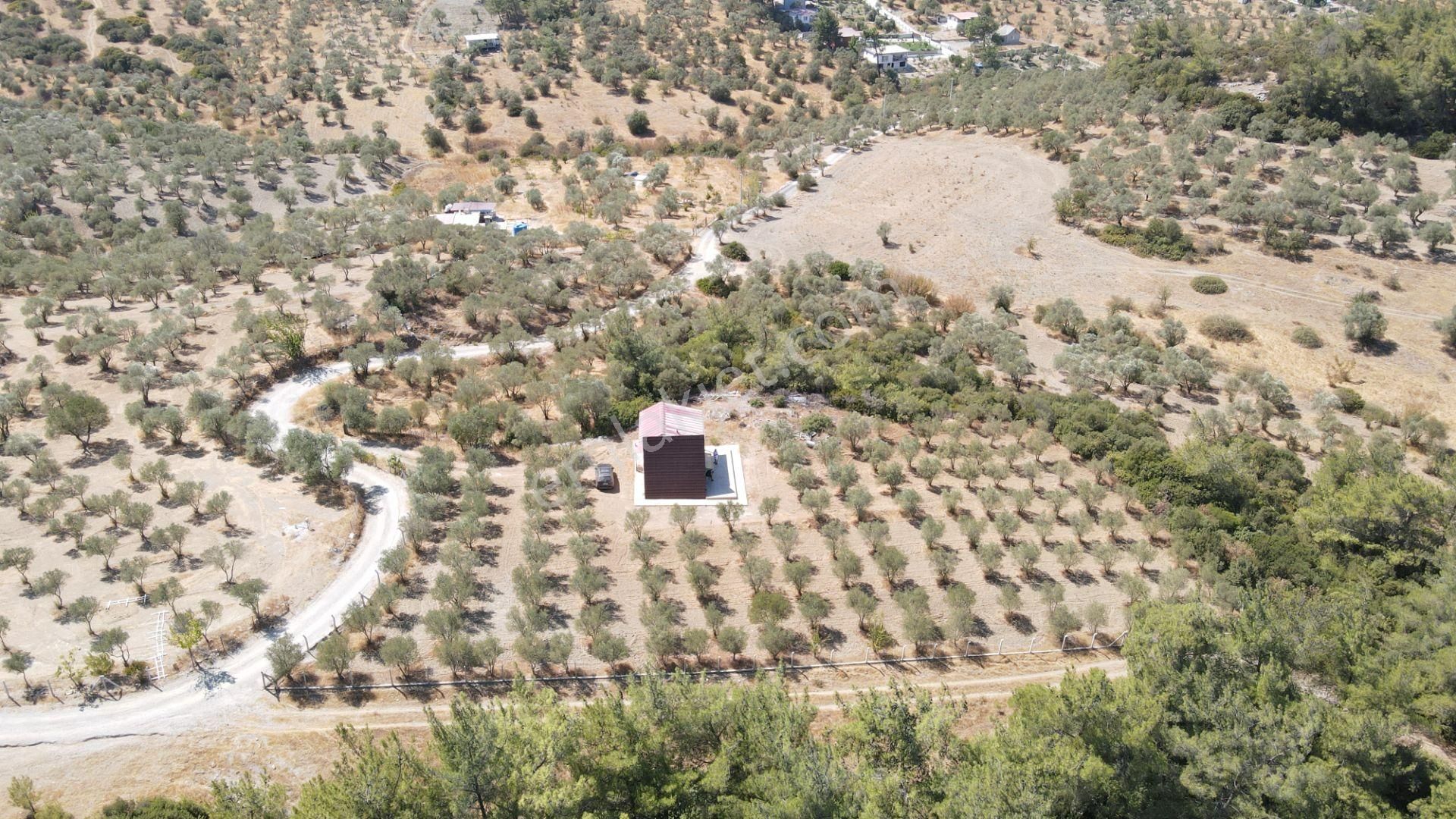 İzmir Ataköy'de Satılık Tek Tapu 2.260 M2 Muhteşem Dağ Evi Zeytinlik - Görsel 27