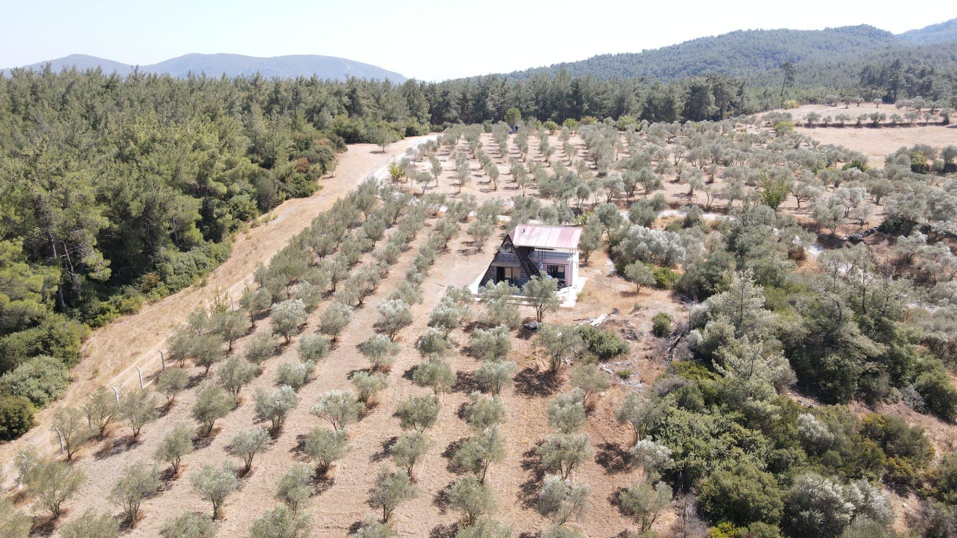 İzmir Ataköy'de Satılık Tek Tapu 2.260 M2 Muhteşem Dağ Evi Zeytinlik - Görsel 29