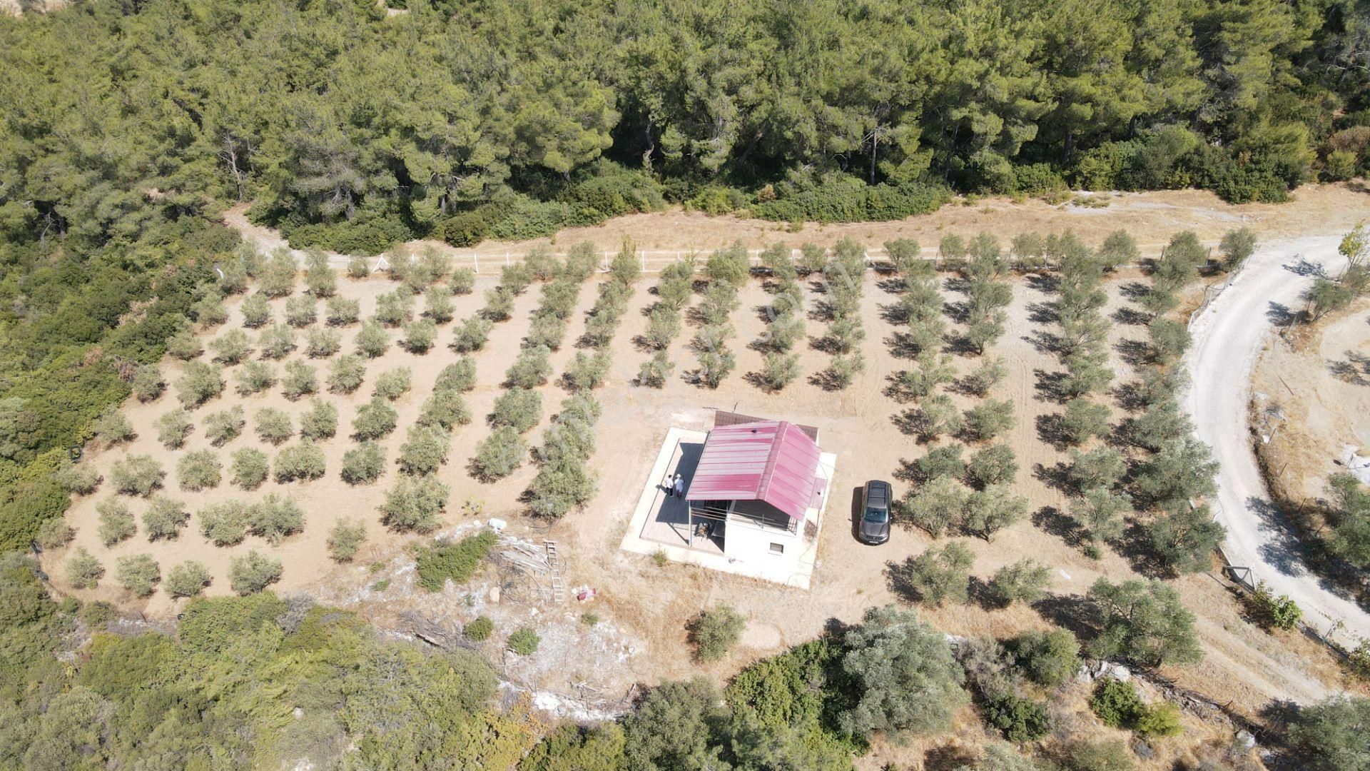 İzmir Ataköy'de Satılık Tek Tapu 2.260 M2 Muhteşem Dağ Evi Zeytinlik - Görsel 21