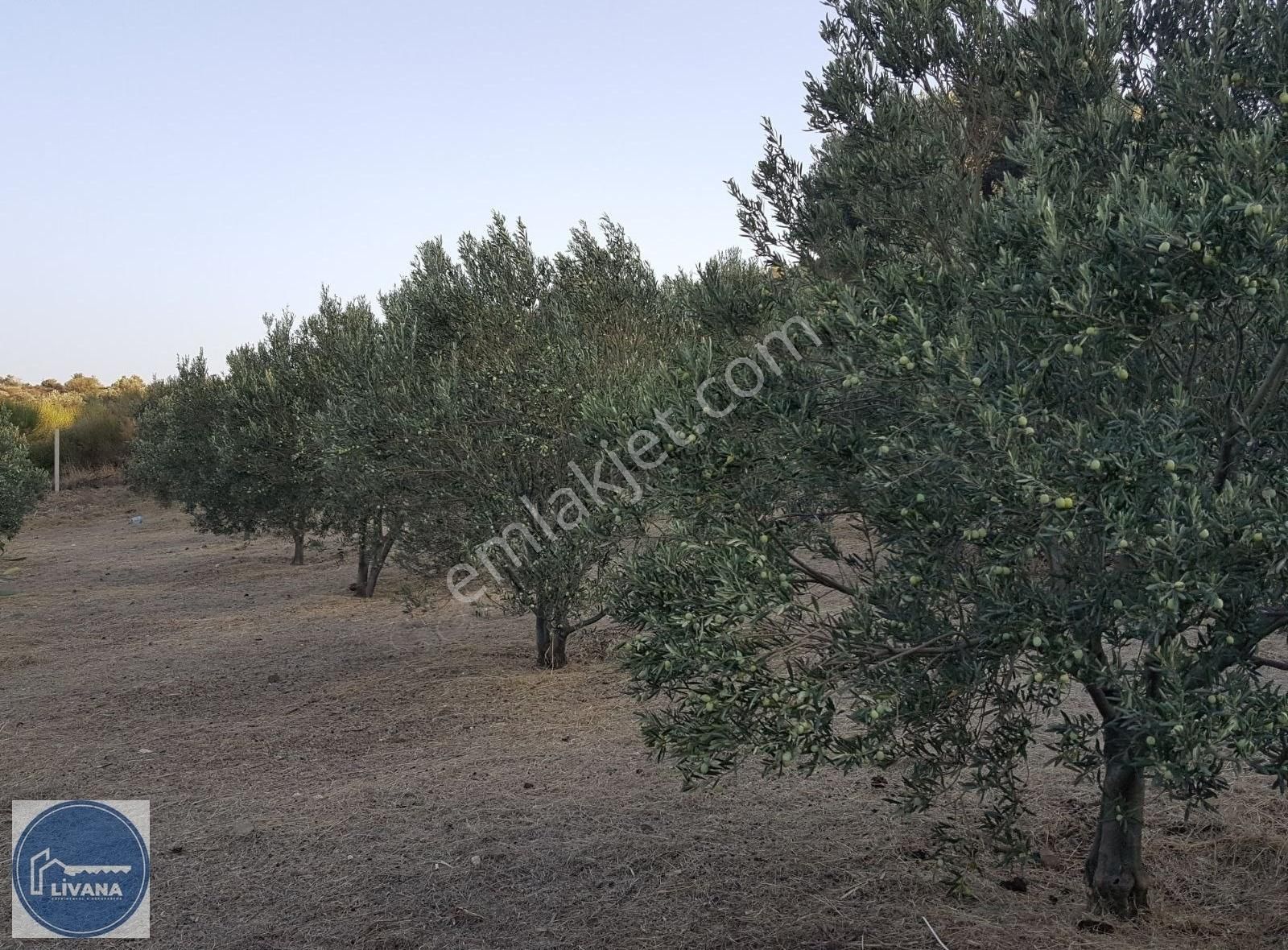 Karaburun Salman Satılık Tarla KARABURUN SALMAN'DA, İYİ KONUMDA, HAZIR ZEYTİN AĞAÇLI TARLA