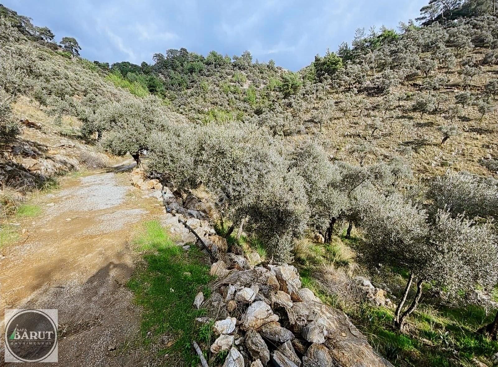 Milas Selimiye Satılık Zeytinlik Selimiye Merkeze 500 Metre - 15 Dönüm Verimli Bakımlı Zeytinlik