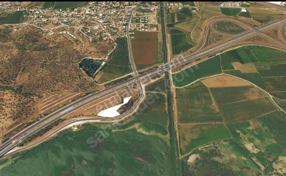 İzmir Selçuk Belevi'nde Yol Kenarında Zeytinlik - Görsel 2