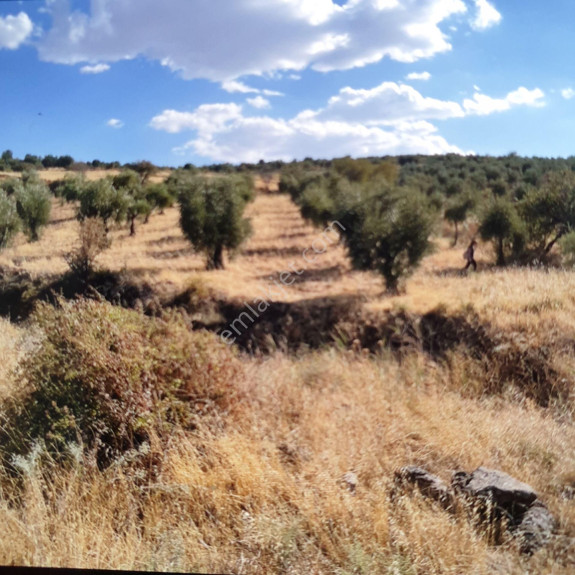 Şahinbey Yaycı Satılık Tarla Satılık İçinde Zeytin Ağacı Bulunan Tarla