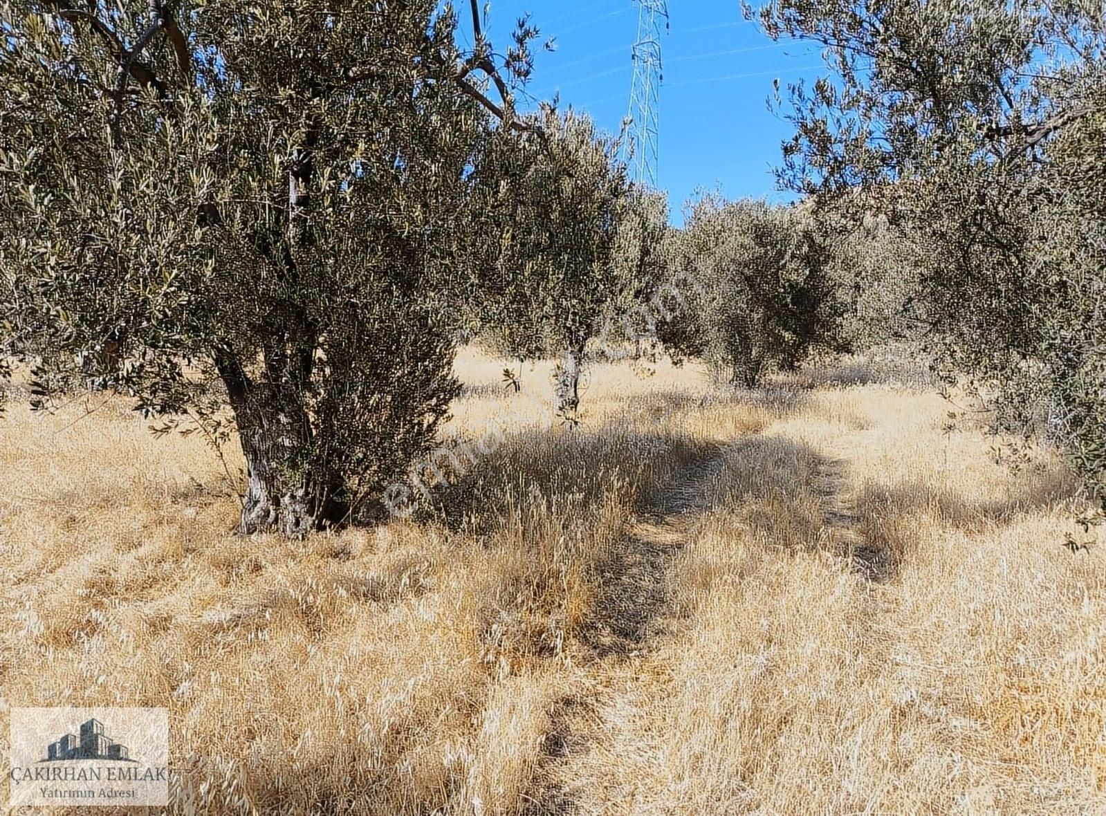 Aliağa Yenişakran Satılık Zeytinlik ŞAKRANDA DENİZE VE ÇANAKKALE YOLUNA YAKIN SATILIK ZEYTİNLİK