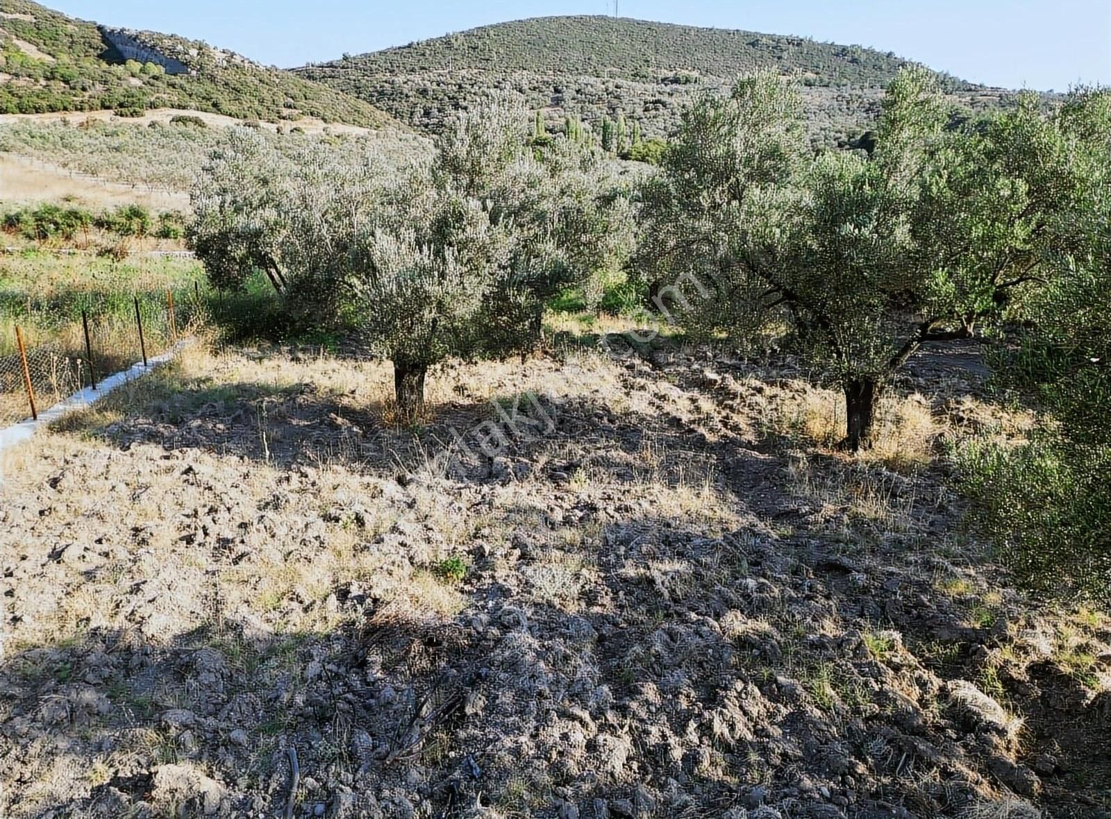 Ayvacık Gülpınar Köyü (Atatürk) Satılık Zeytinlik Çanakkale Ayvacık Gülpınarda Köy 600m Mesafede Bakımlı Zeytinlik