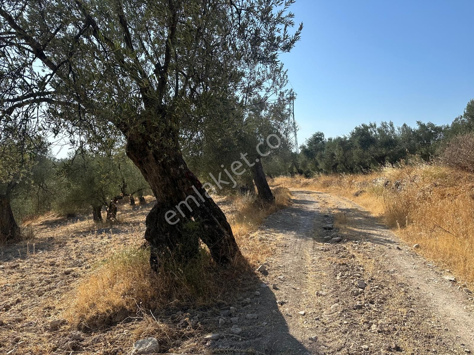 Ayvada'dan Ayvalık Kazımkarabekir 7 Dönüm Bakımlı Zeytinlik - Görsel 4