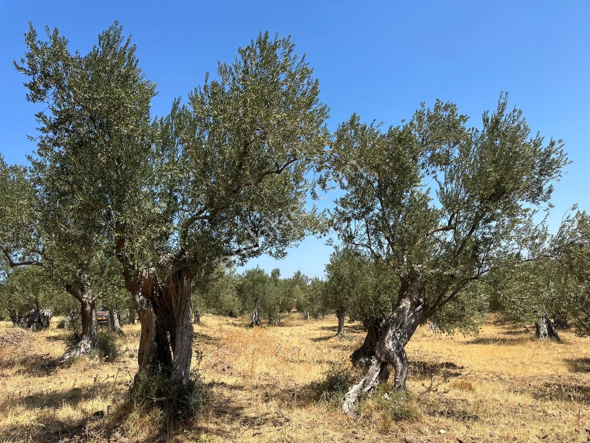 Ayvada'dan Ayvalık Cunda'da Deniz Manzaralı 3 Dönüm Bakımlı Zeytinlik - Görsel 9