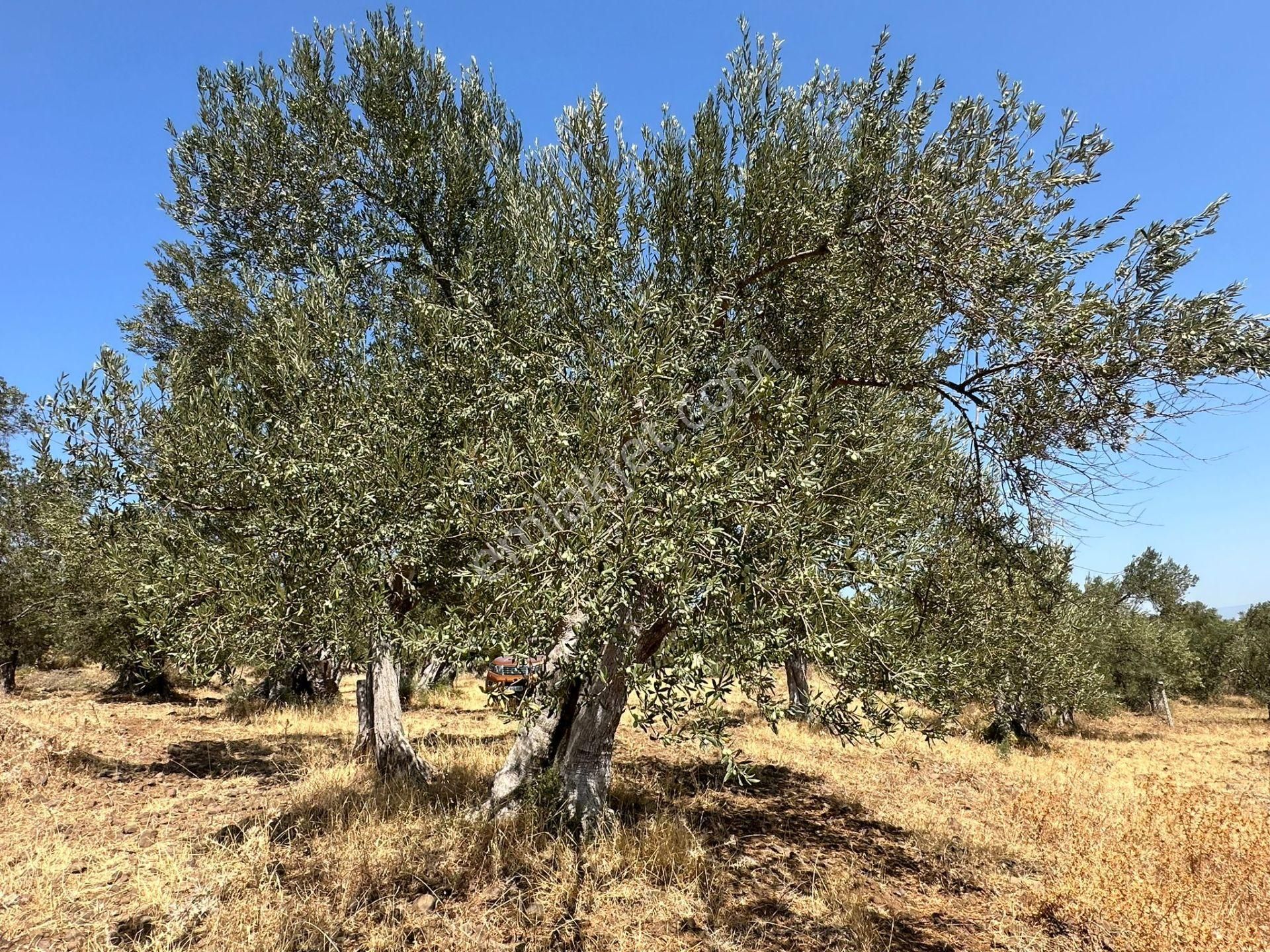 Ayvada'dan Ayvalık Cunda'da Deniz Manzaralı 3 Dönüm Bakımlı Zeytinlik - Görsel 4