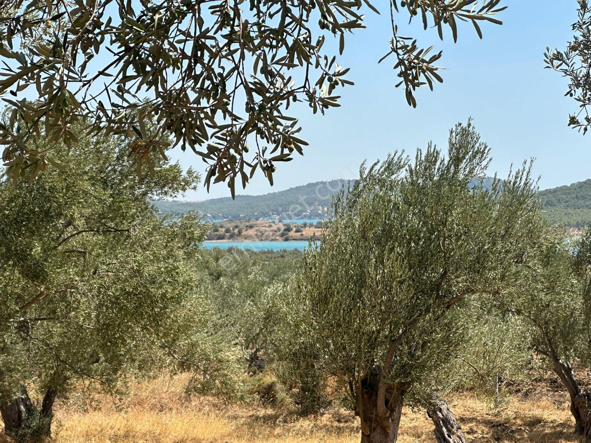 Ayvada'dan Ayvalık Cunda'da Deniz Manzaralı 3 Dönüm Bakımlı Zeytinlik - Görsel 6
