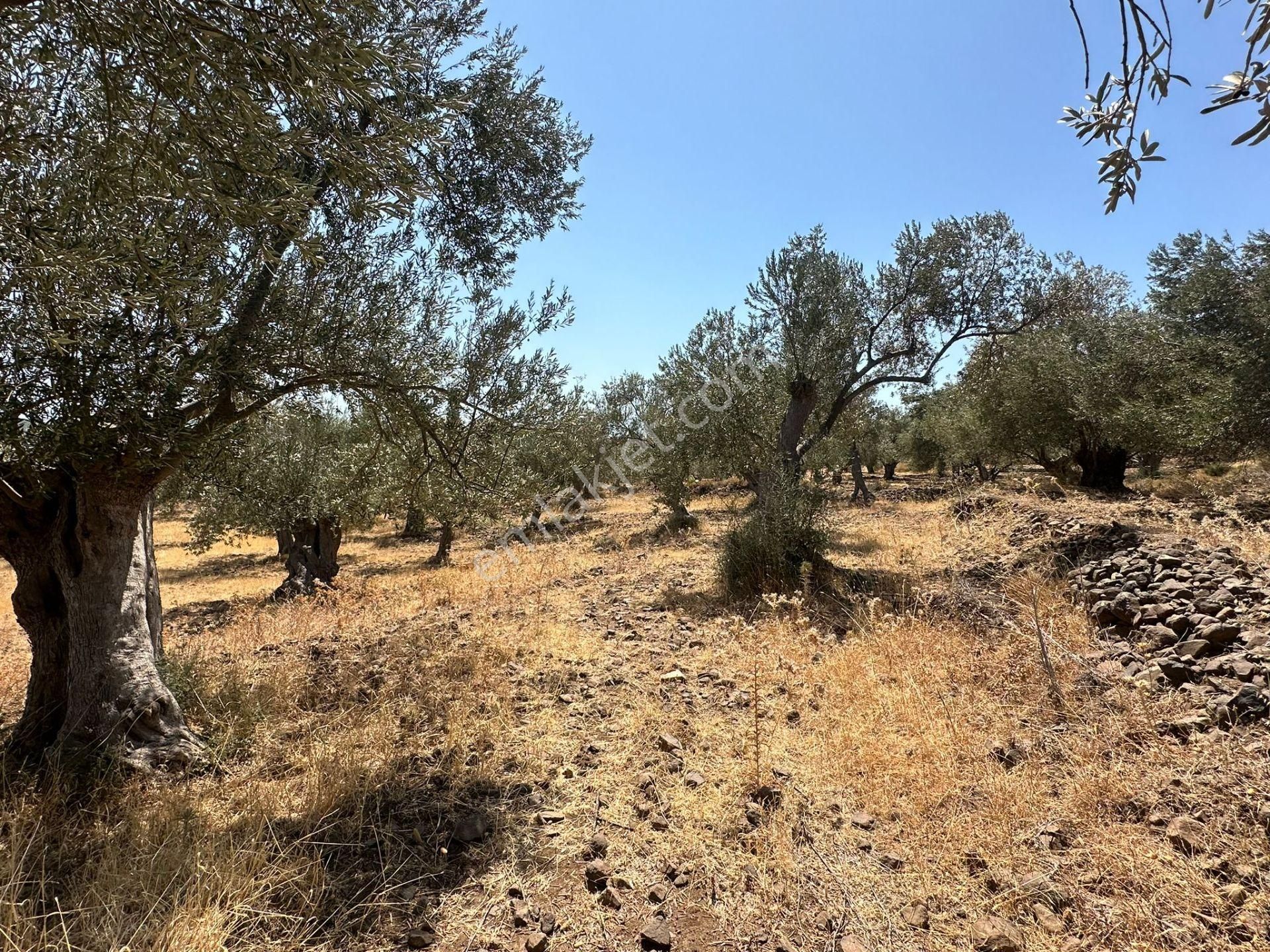 Ayvada'dan Ayvalık Cunda'da Deniz Manzaralı 3 Dönüm Bakımlı Zeytinlik - Görsel 14