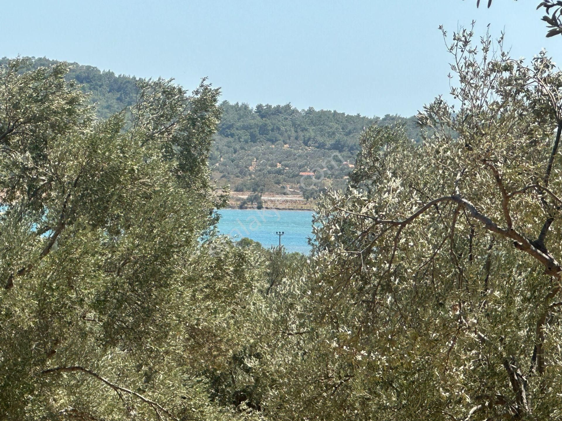 Ayvada'dan Ayvalık Cunda'da Deniz Manzaralı 3 Dönüm Bakımlı Zeytinlik - Görsel 2