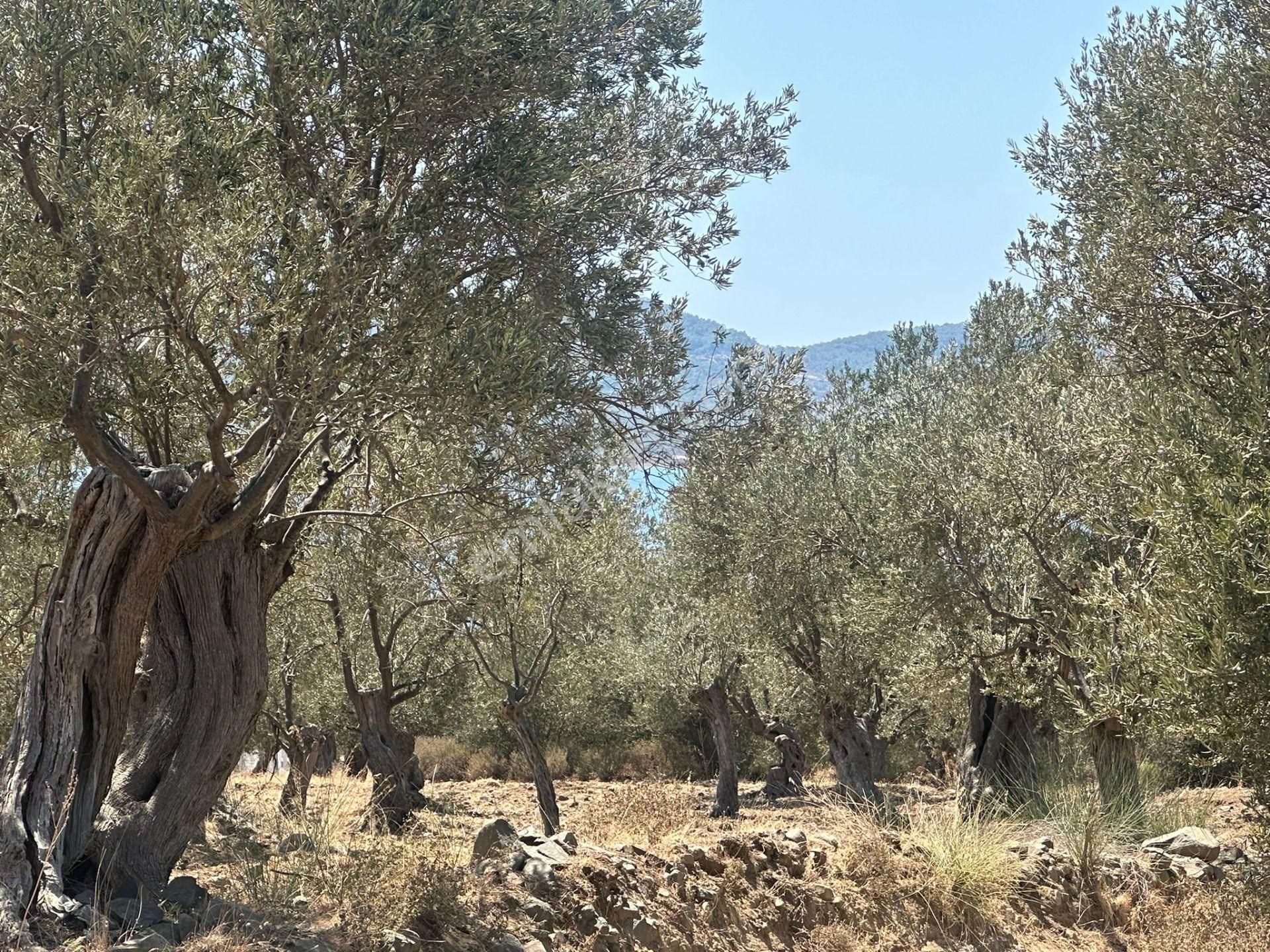 Ayvada'dan Ayvalık Cunda'da Deniz Manzaralı 4 Dönüm Bakımlı Zeytinlik - Görsel 9