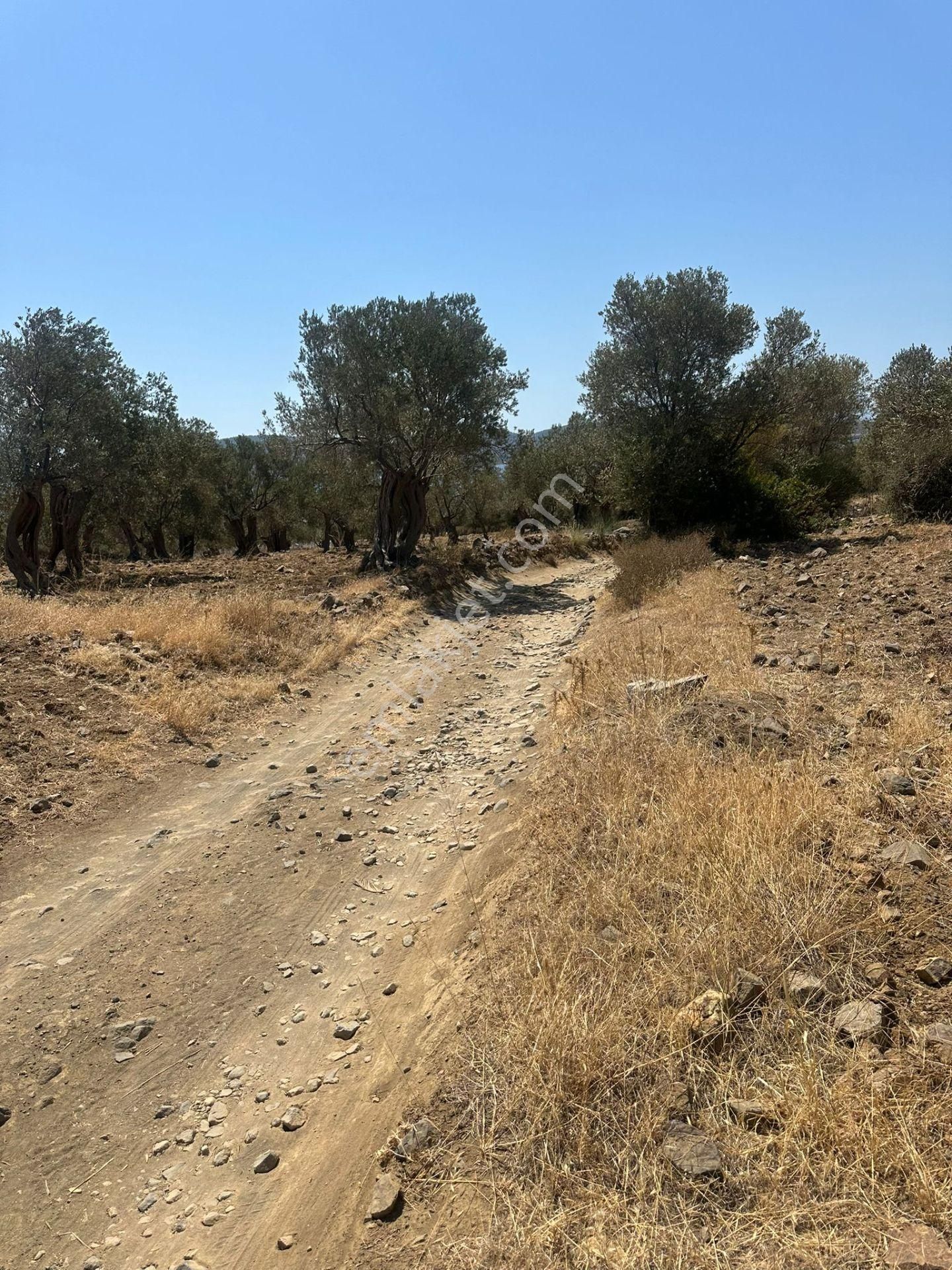 Ayvada'dan Ayvalık Cunda'da Deniz Manzaralı 4 Dönüm Bakımlı Zeytinlik - Görsel 10