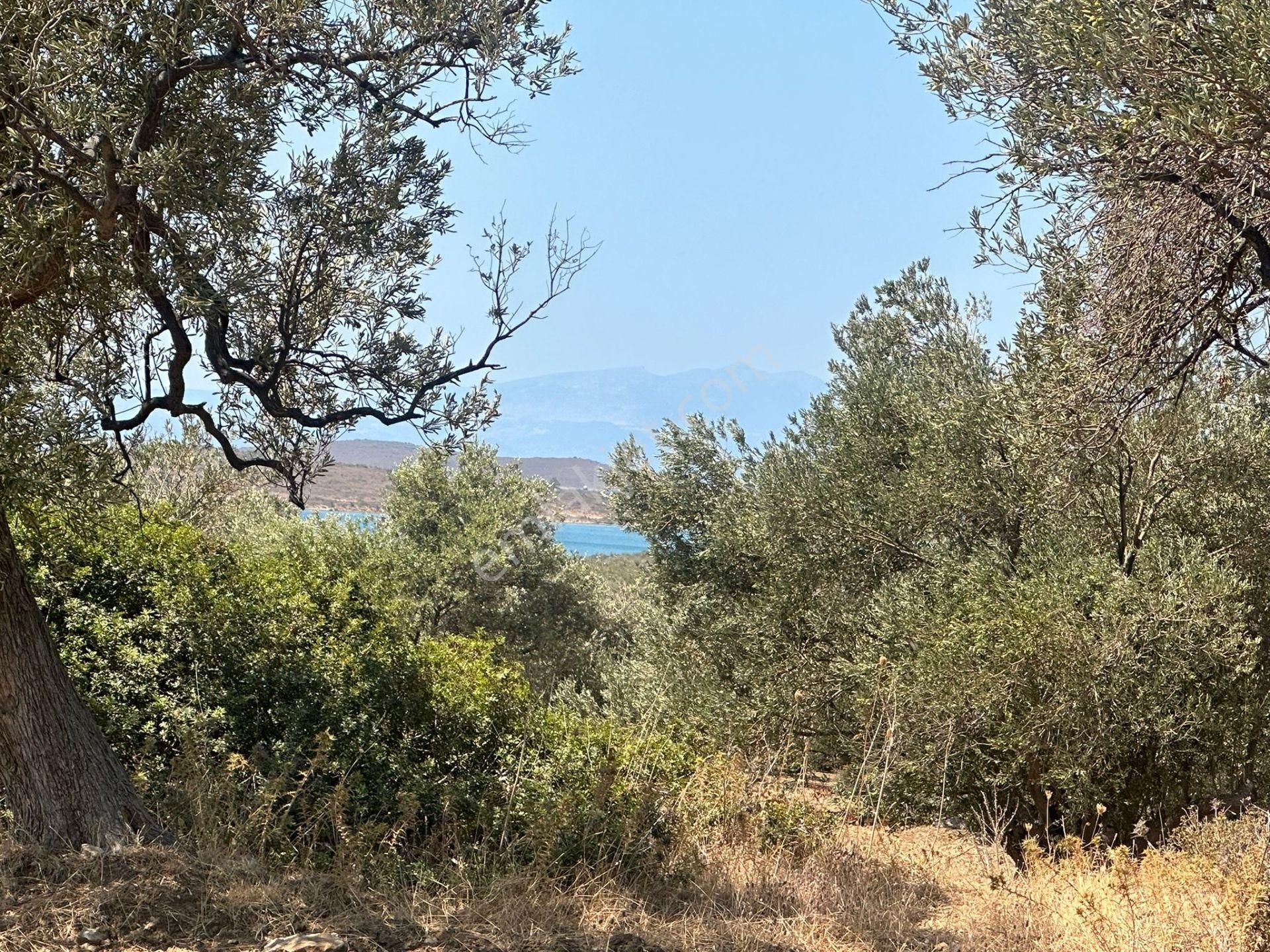 Ayvada'dan Ayvalık Cunda'da Deniz Manzaralı 4 Dönüm Bakımlı Zeytinlik - Görsel 4