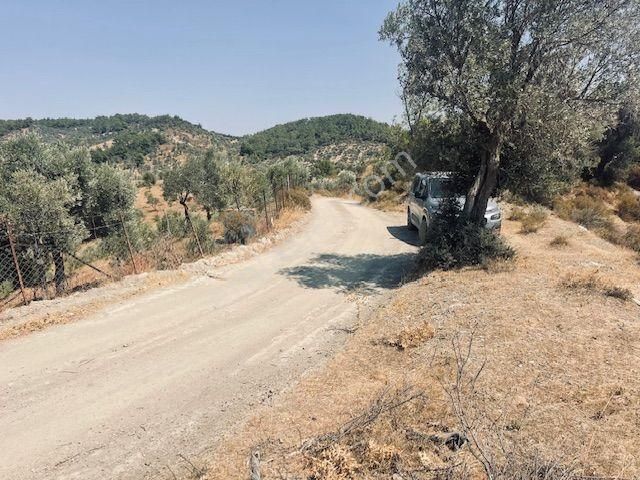 125- Asfalt Yola Yakın Resmi Yollu Zeytinlik - Görsel 2