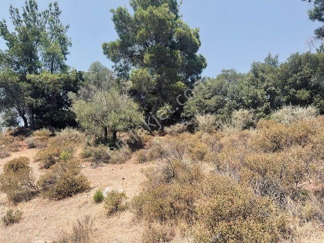 125- Asfalt Yola Yakın Resmi Yollu Zeytinlik - Görsel 19