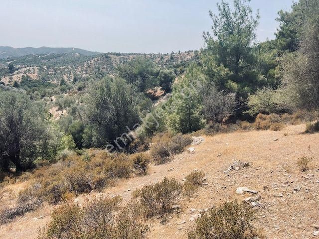 125- Asfalt Yola Yakın Resmi Yollu Zeytinlik - Görsel 14