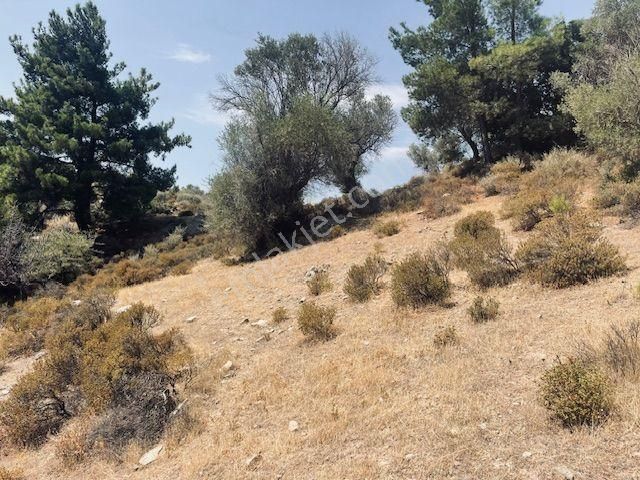 125- Asfalt Yola Yakın Resmi Yollu Zeytinlik - Görsel 18
