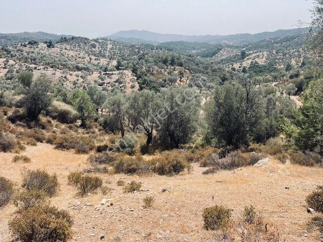 125- Asfalt Yola Yakın Resmi Yollu Zeytinlik - Görsel 11
