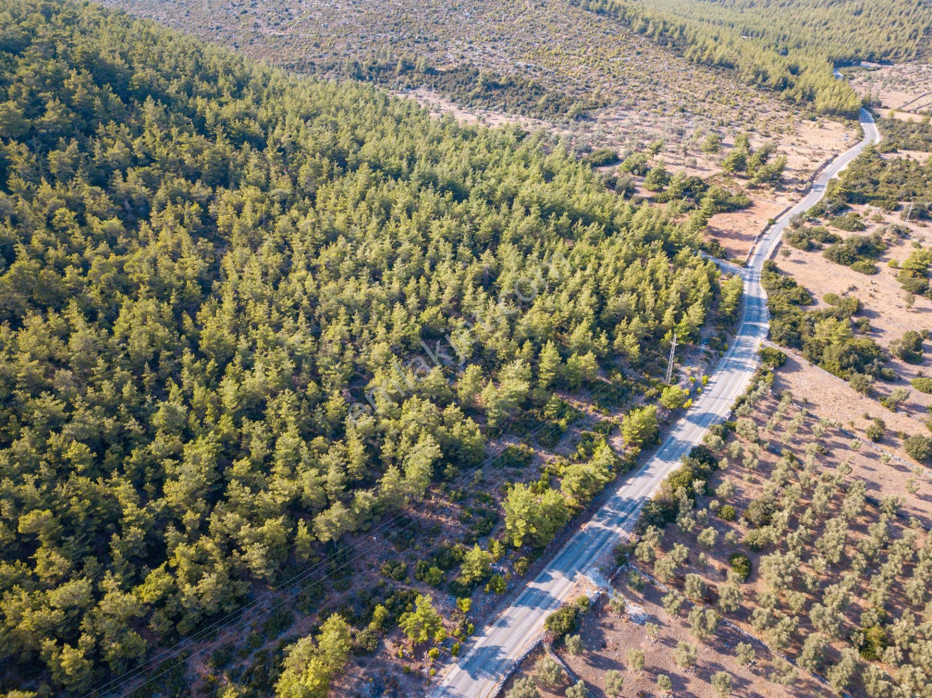 Bodrum Sazköy Satılık Zeytinlik  Bodrum'un Doğa Harikası Yerinde Satılık Arazi -Açıklamayı Okuyun