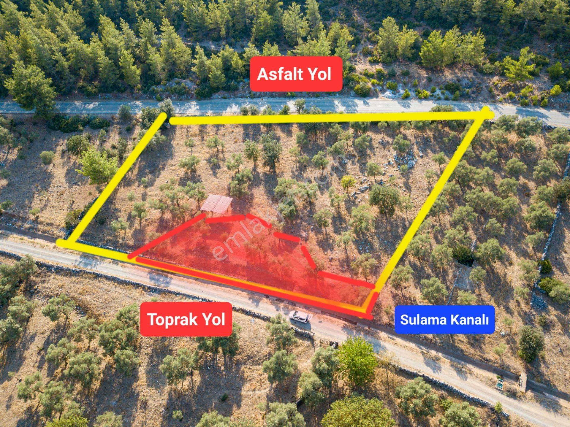 Bodrum Sazköy Satılık Zeytinlik Bodrum'un Doğa Harikası Yerinde Satılık Arazi -açıklamayı Okuyun