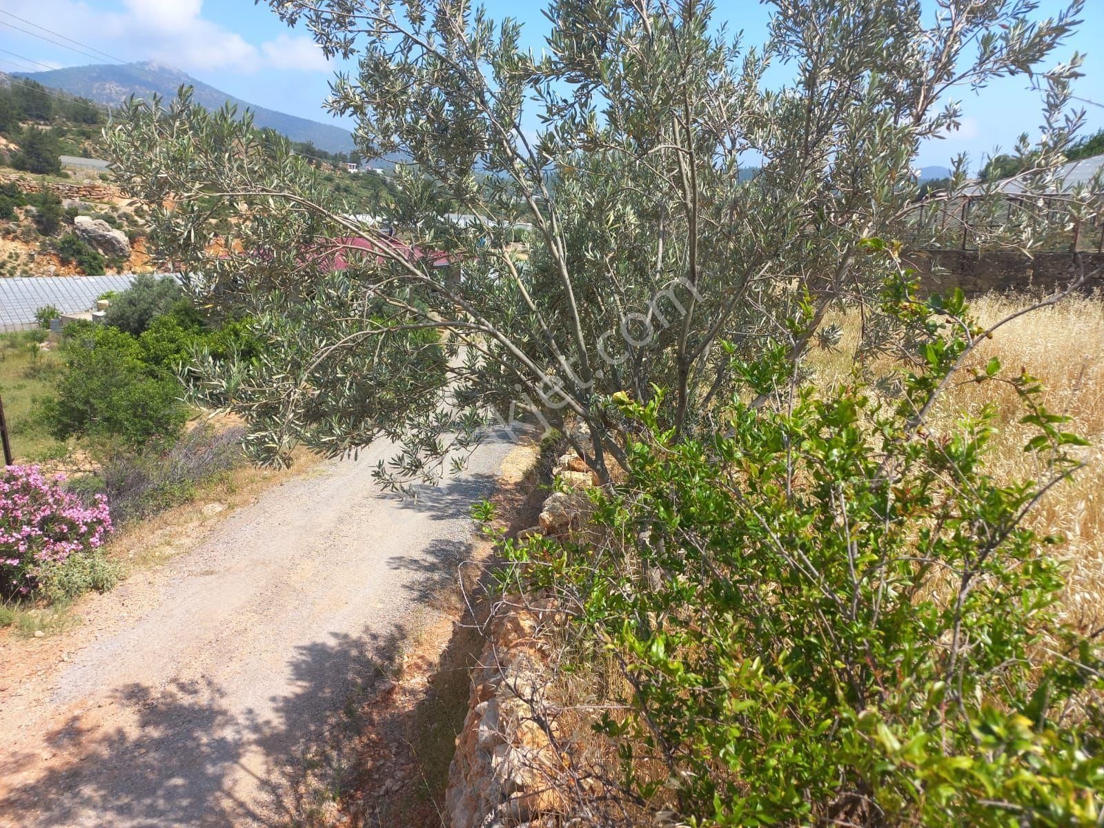 Aydıncık Emlaktan Satılık Tarla Ve Sera - Görsel 6