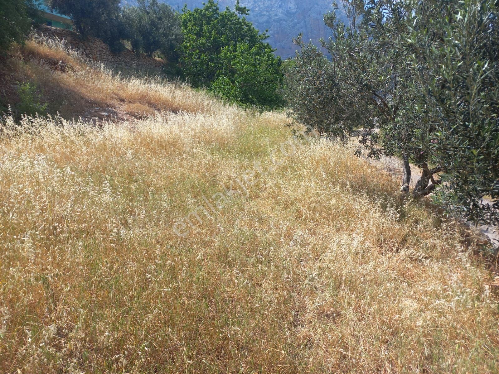 Aydıncık Emlaktan Satılık Tarla Ve Sera - Görsel 8