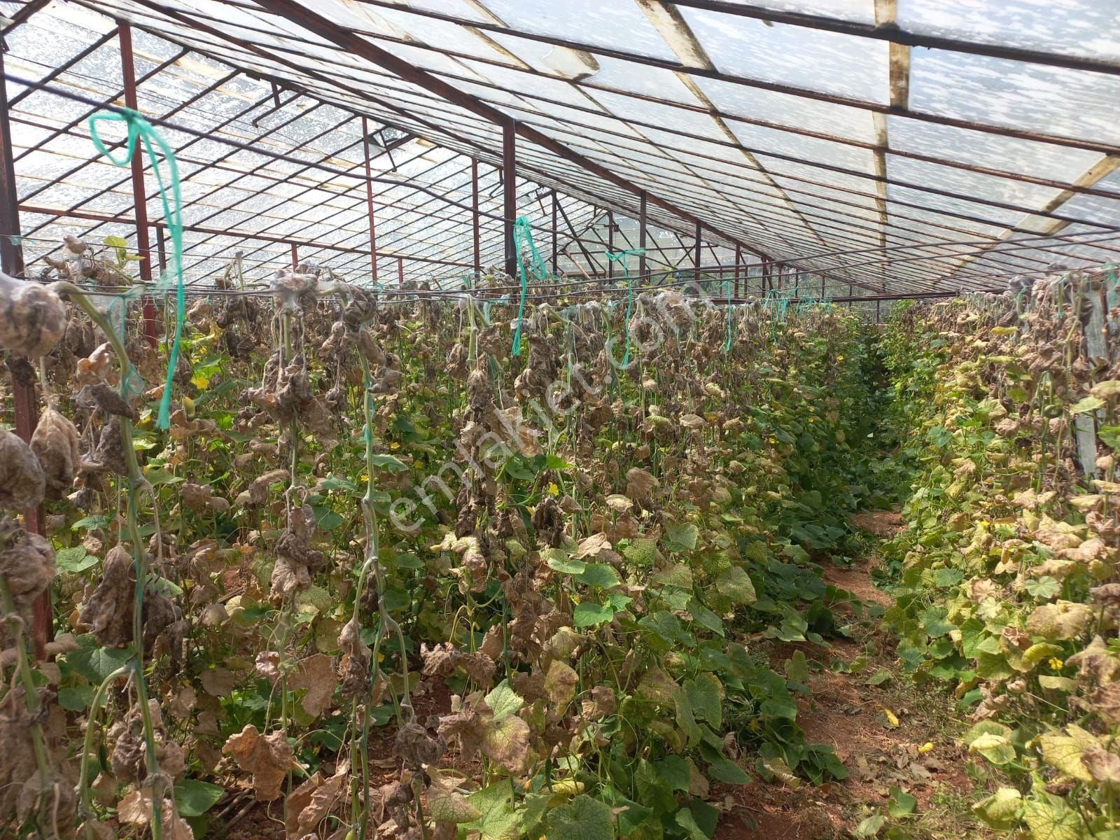 Aydıncık Emlaktan Satılık Tarla Ve Sera - Görsel 2