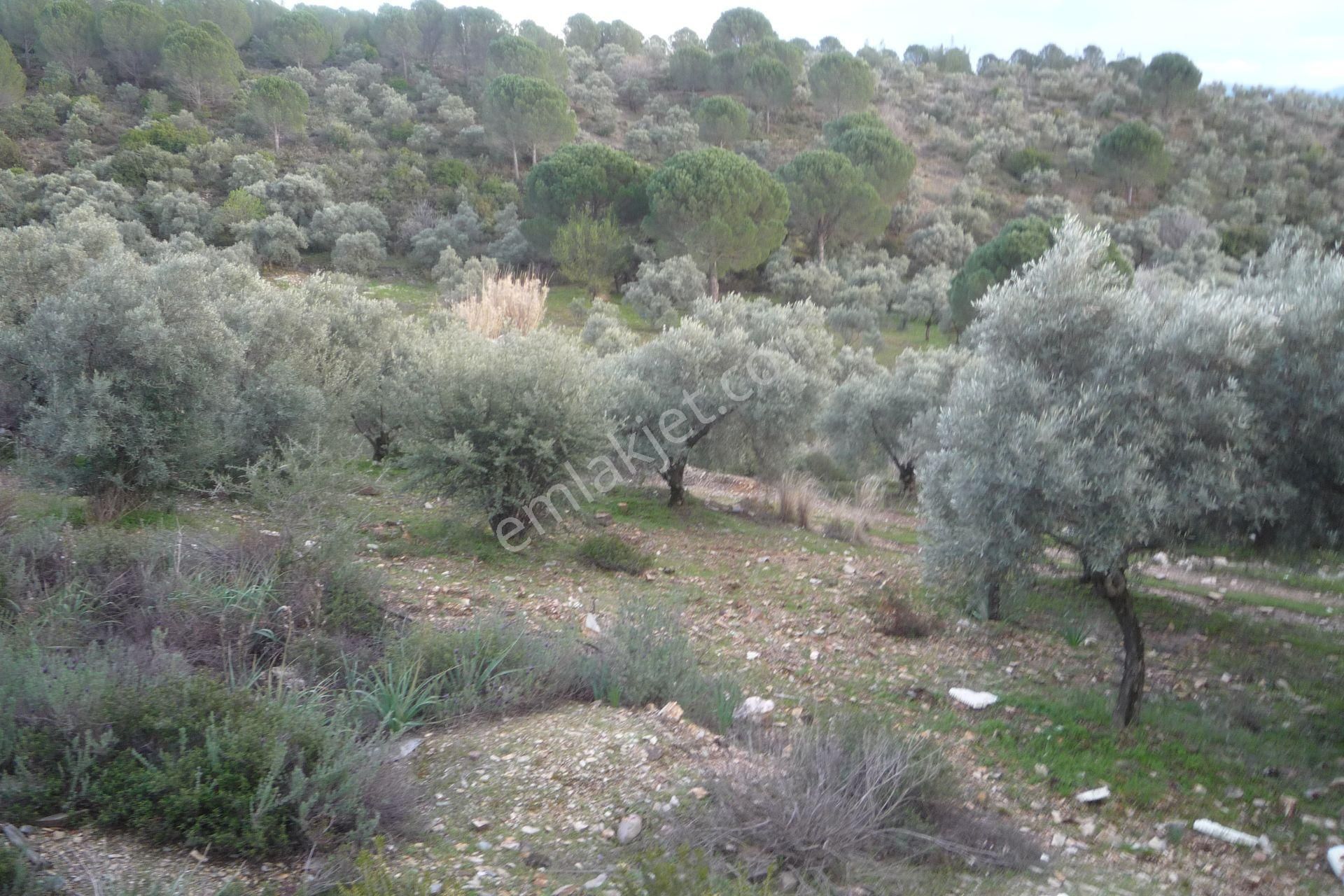 İzmir Torbalı Gold Emlakta Satılık Zeytin Bahçesi - Görsel 19