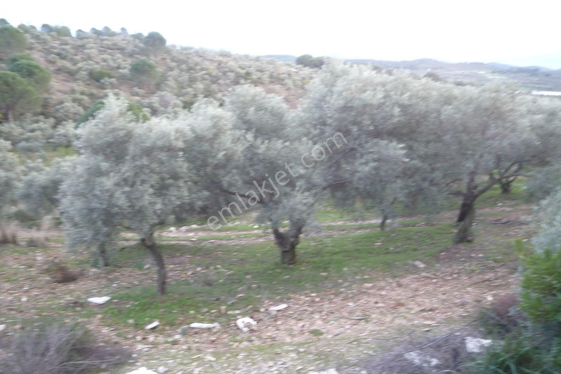 İzmir Torbalı Gold Emlakta Satılık Zeytin Bahçesi - Görsel 18