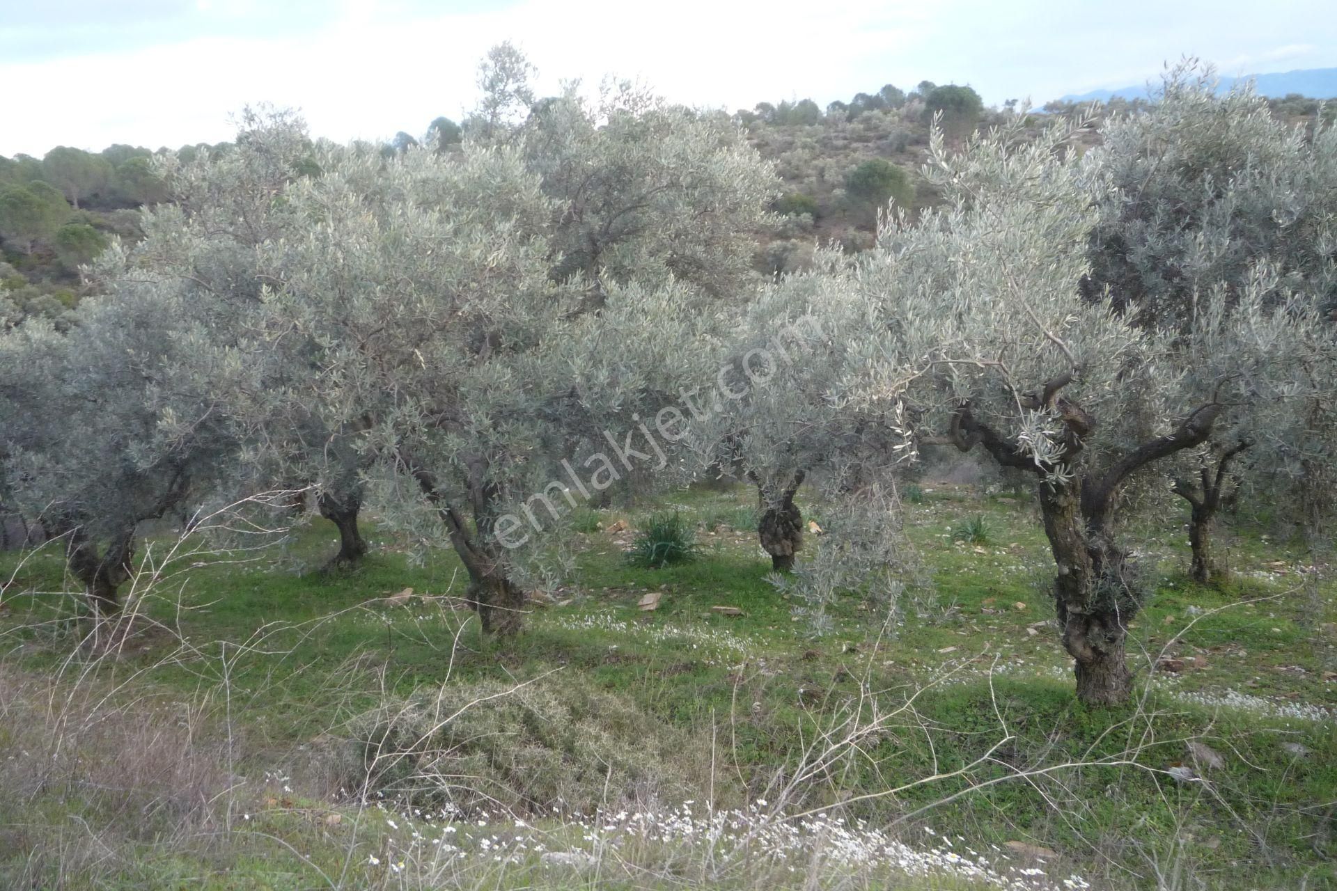 İzmir Torbalı Gold Emlakta Satılık Zeytin Bahçesi - Görsel 12