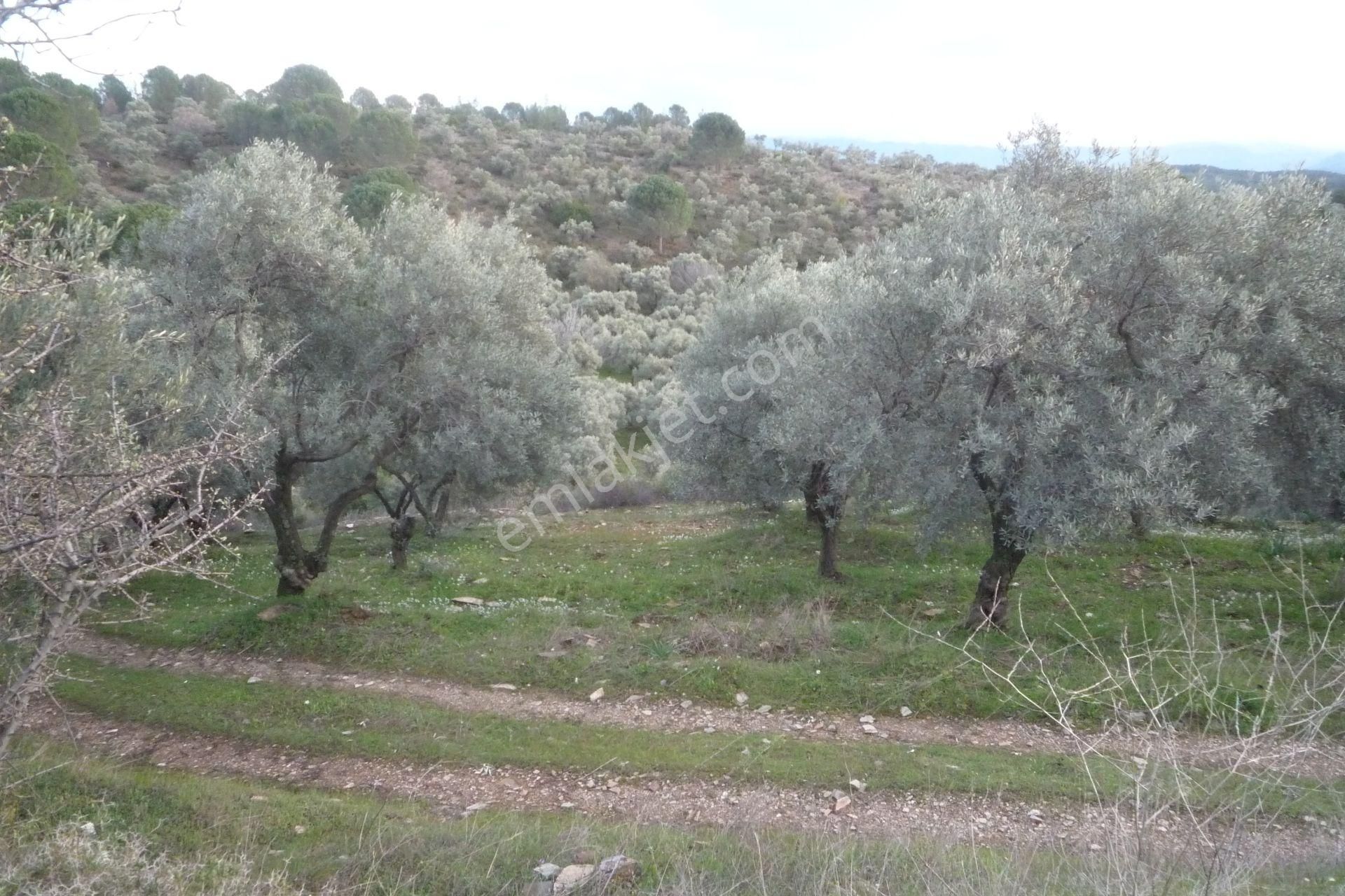 İzmir Torbalı Gold Emlakta Satılık Zeytin Bahçesi - Görsel 15