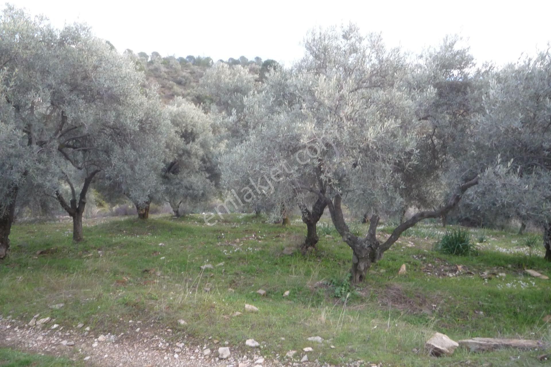 İzmir Torbalı Gold Emlakta Satılık Zeytin Bahçesi - Görsel 28