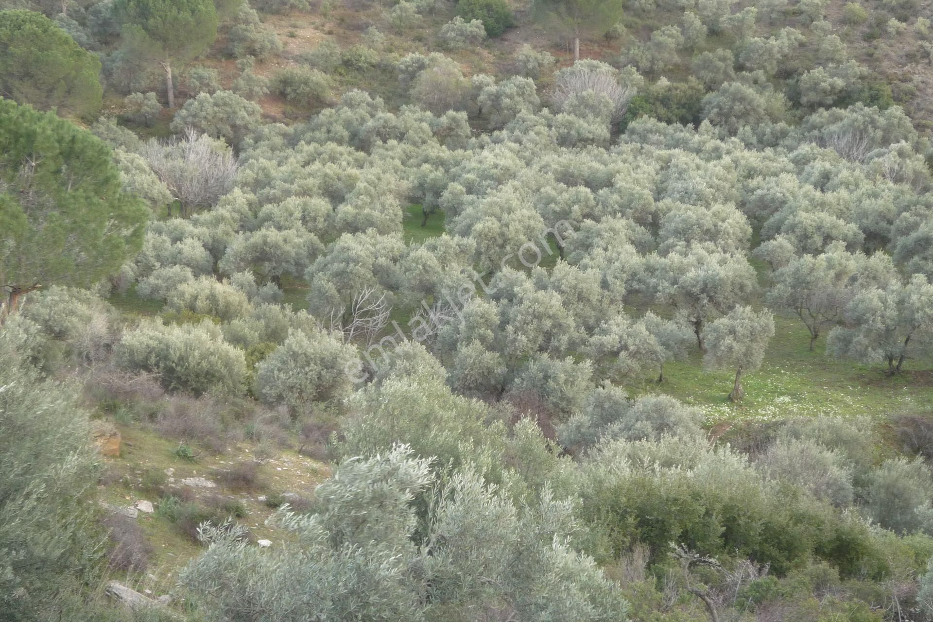İzmir Torbalı Gold Emlakta Satılık Zeytin Bahçesi - Görsel 9