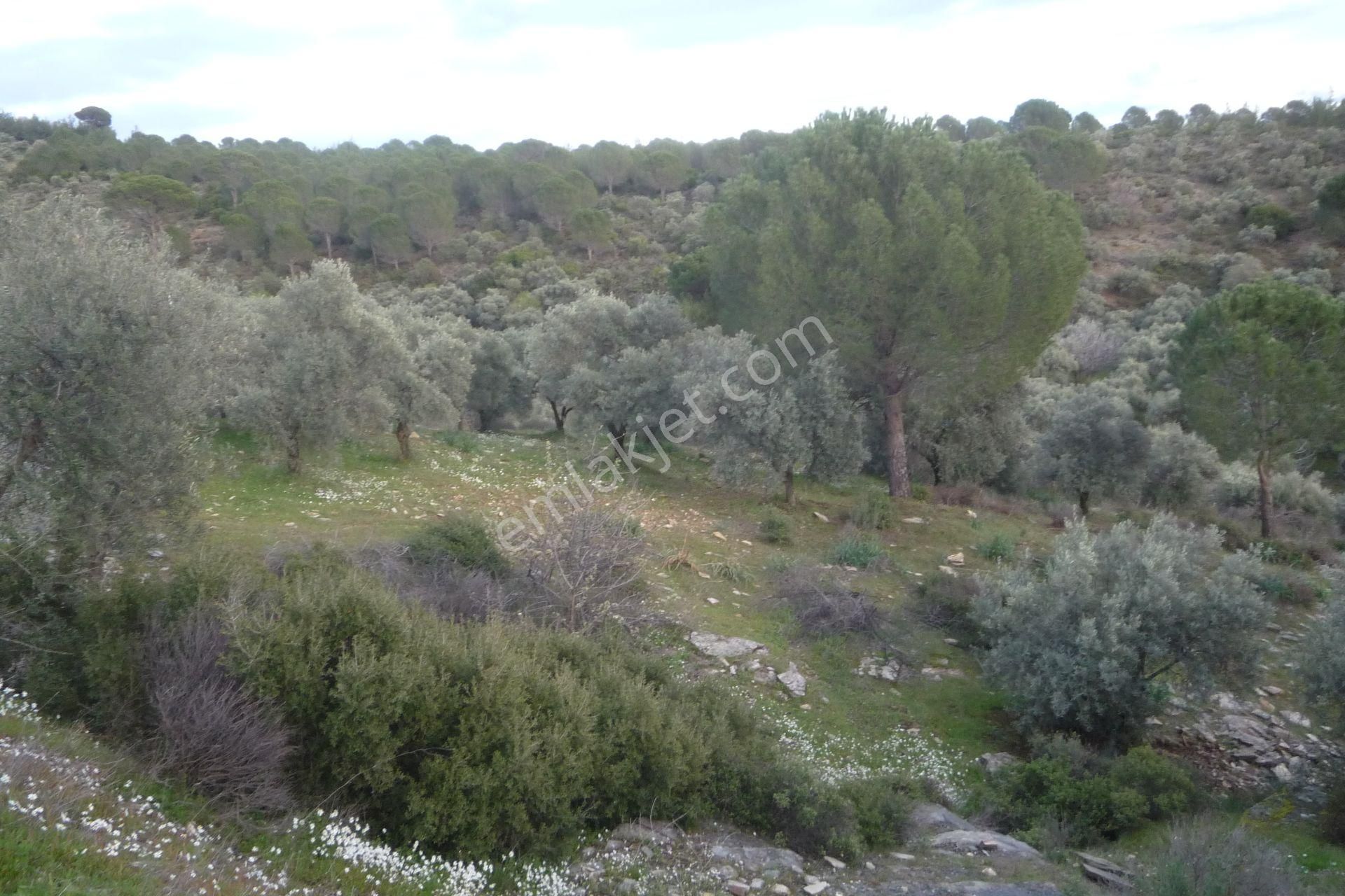 İzmir Torbalı Gold Emlakta Satılık Zeytin Bahçesi - Görsel 10