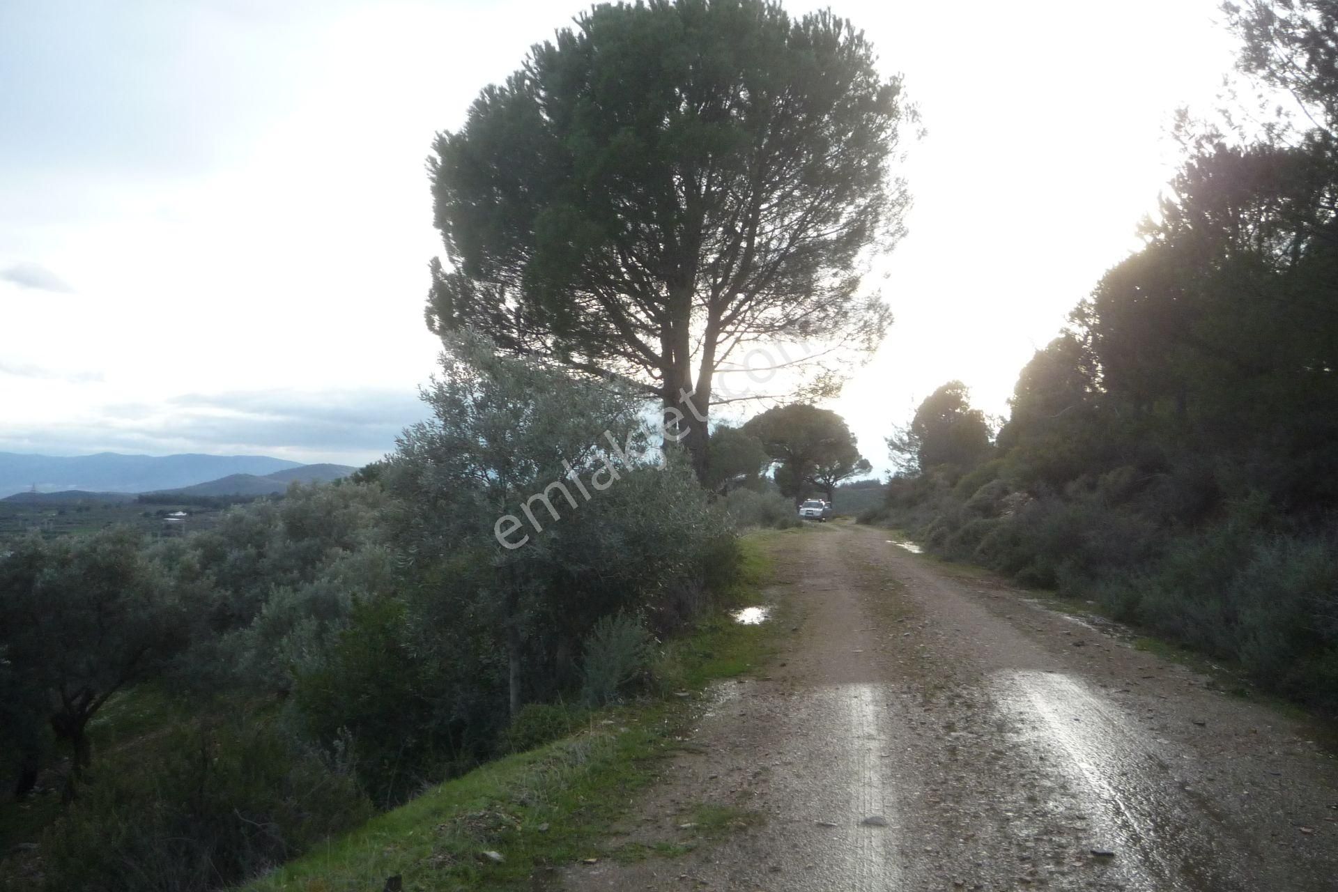 İzmir Torbalı Gold Emlakta Satılık Zeytin Bahçesi - Görsel 21