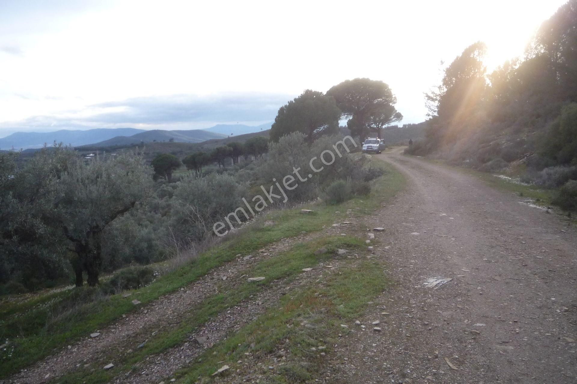 İzmir Torbalı Gold Emlakta Satılık Zeytin Bahçesi - Görsel 14