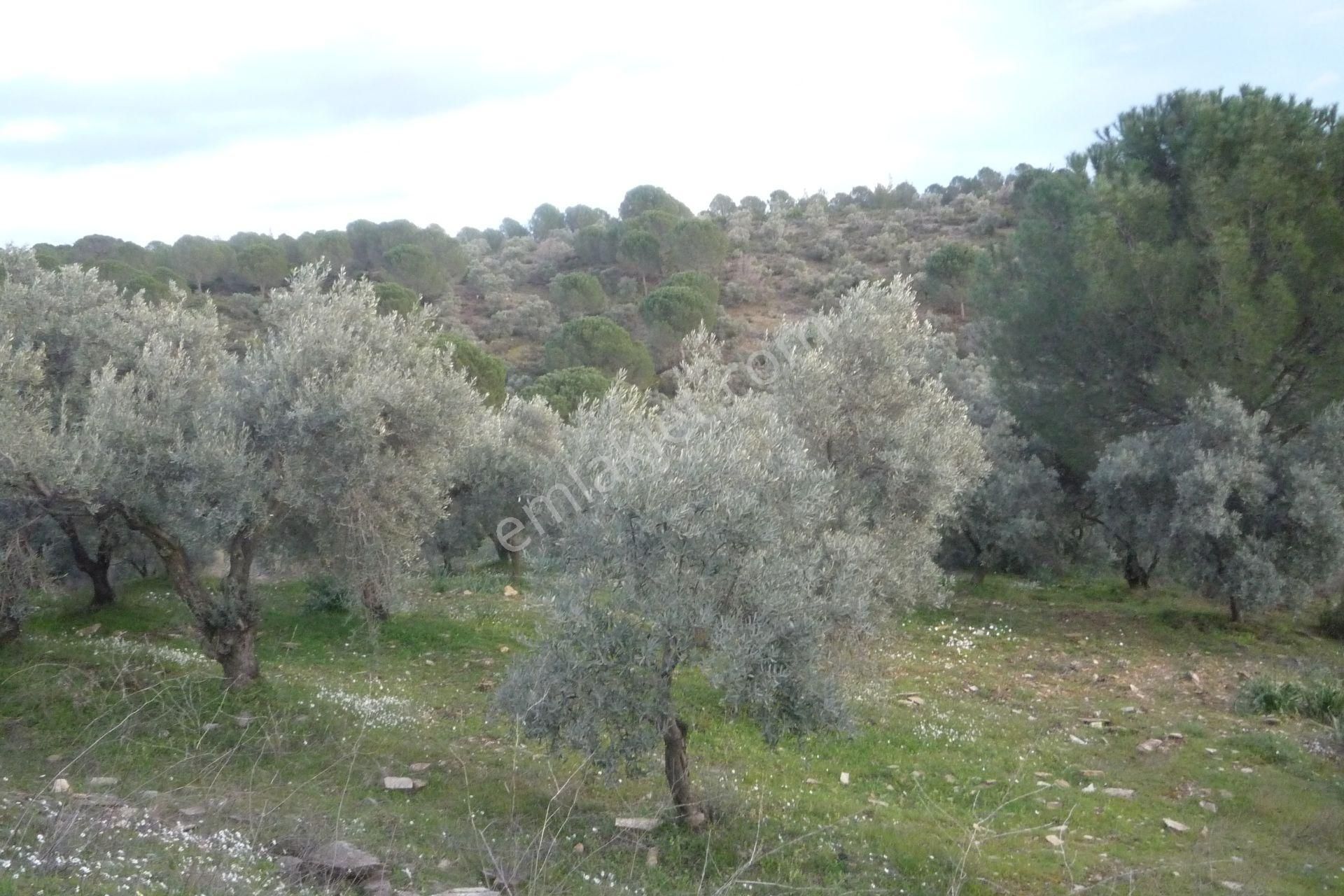 İzmir Torbalı Gold Emlakta Satılık Zeytin Bahçesi - Görsel 29