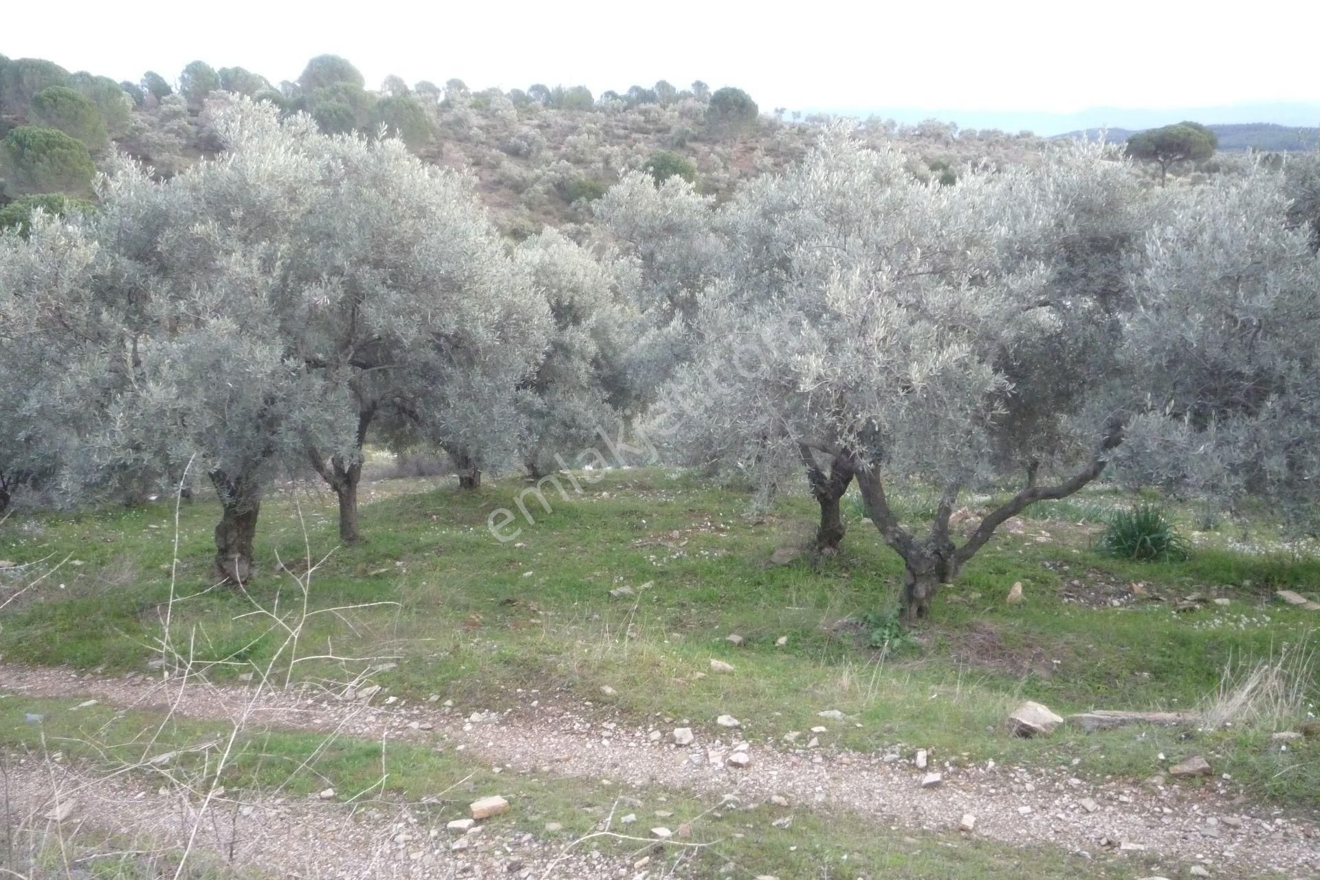 İzmir Torbalı Gold Emlakta Satılık Zeytin Bahçesi - Görsel 13