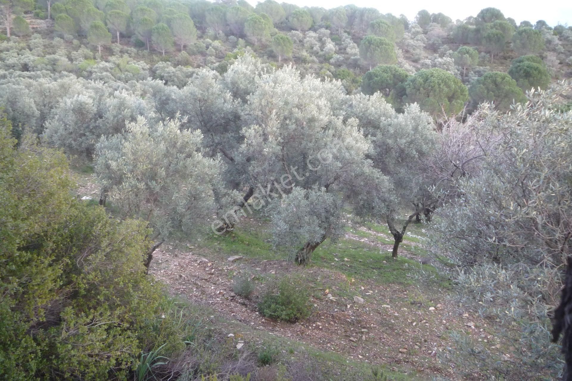 İzmir Torbalı Gold Emlakta Satılık Zeytin Bahçesi - Görsel 16