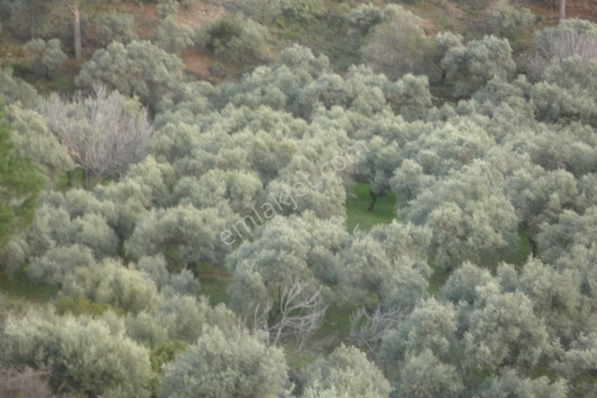 İzmir Torbalı Gold Emlakta Satılık Zeytin Bahçesi - Görsel 8