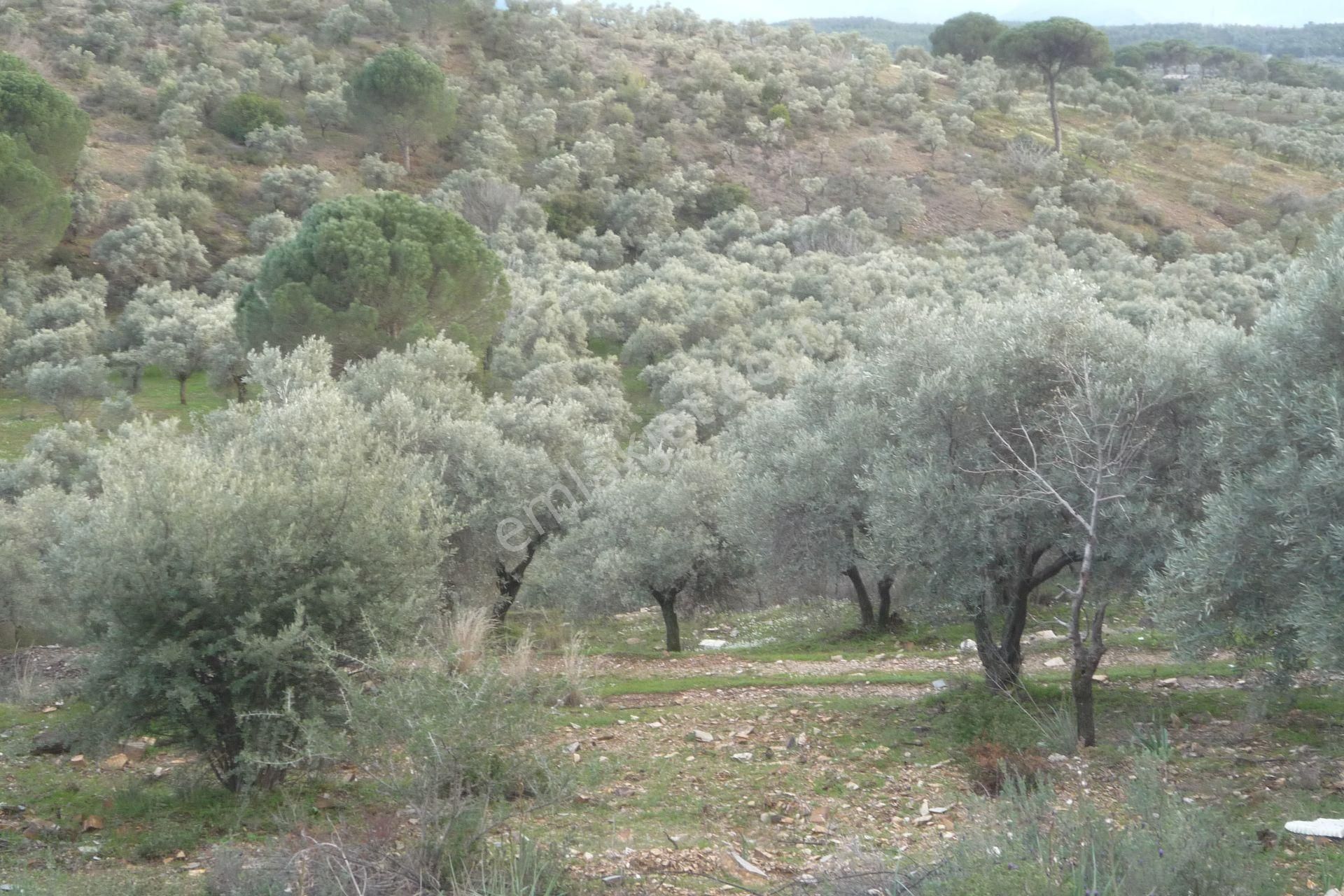 İzmir Torbalı Gold Emlakta Satılık Zeytin Bahçesi - Görsel 23