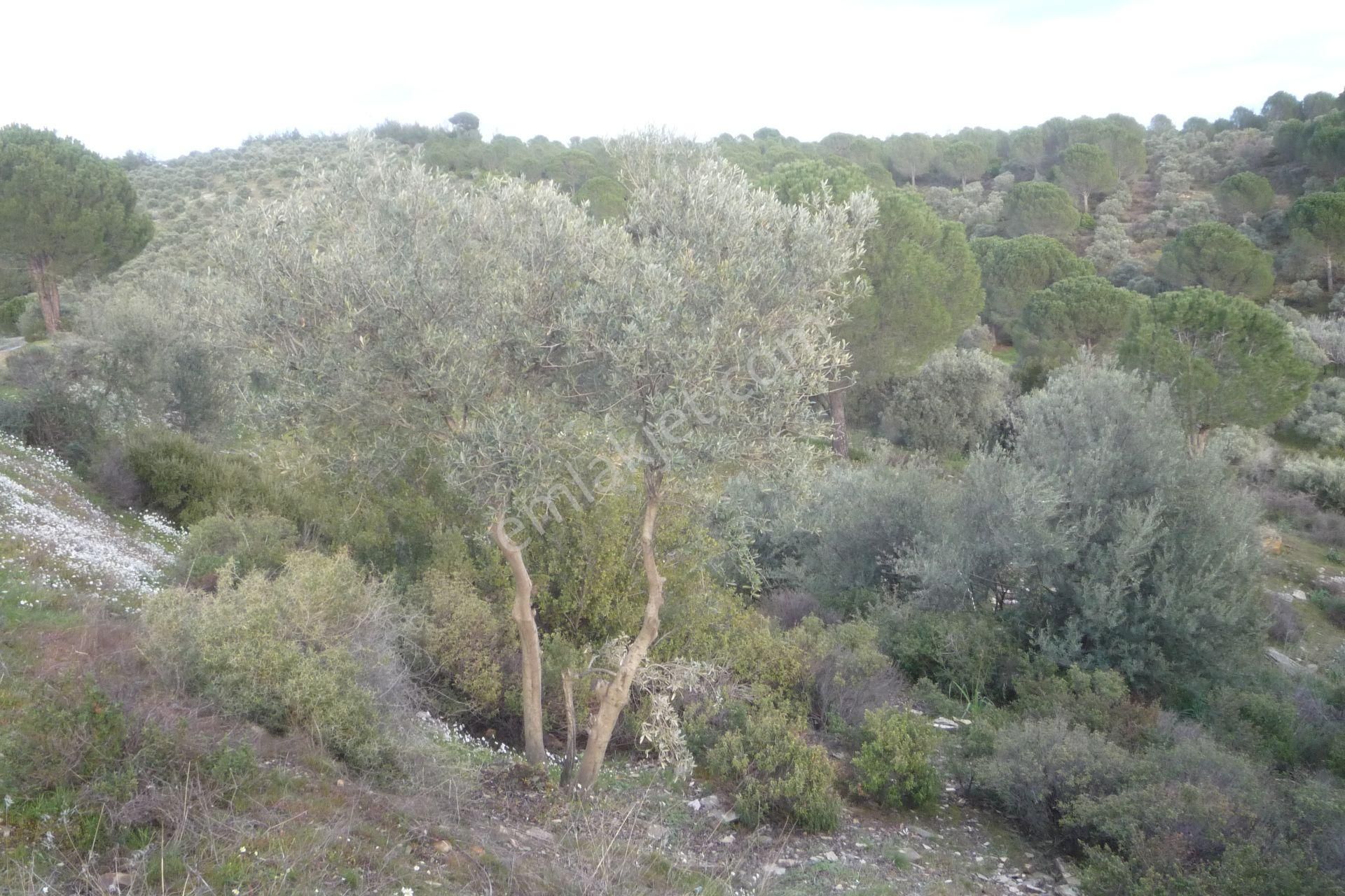 İzmir Torbalı Gold Emlakta Satılık Zeytin Bahçesi - Görsel 4