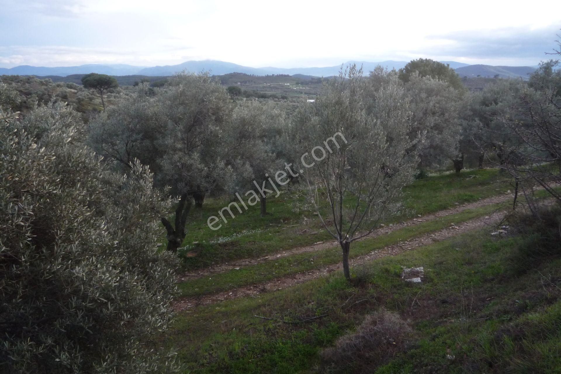 İzmir Torbalı Gold Emlakta Satılık Zeytin Bahçesi - Görsel 17