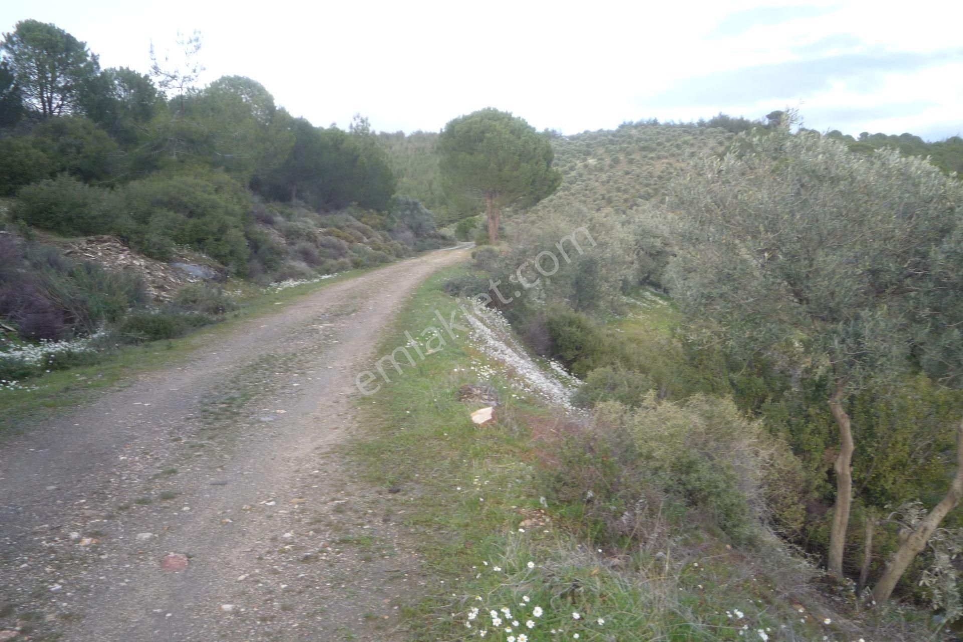 İzmir Torbalı Gold Emlakta Satılık Zeytin Bahçesi - Görsel 3