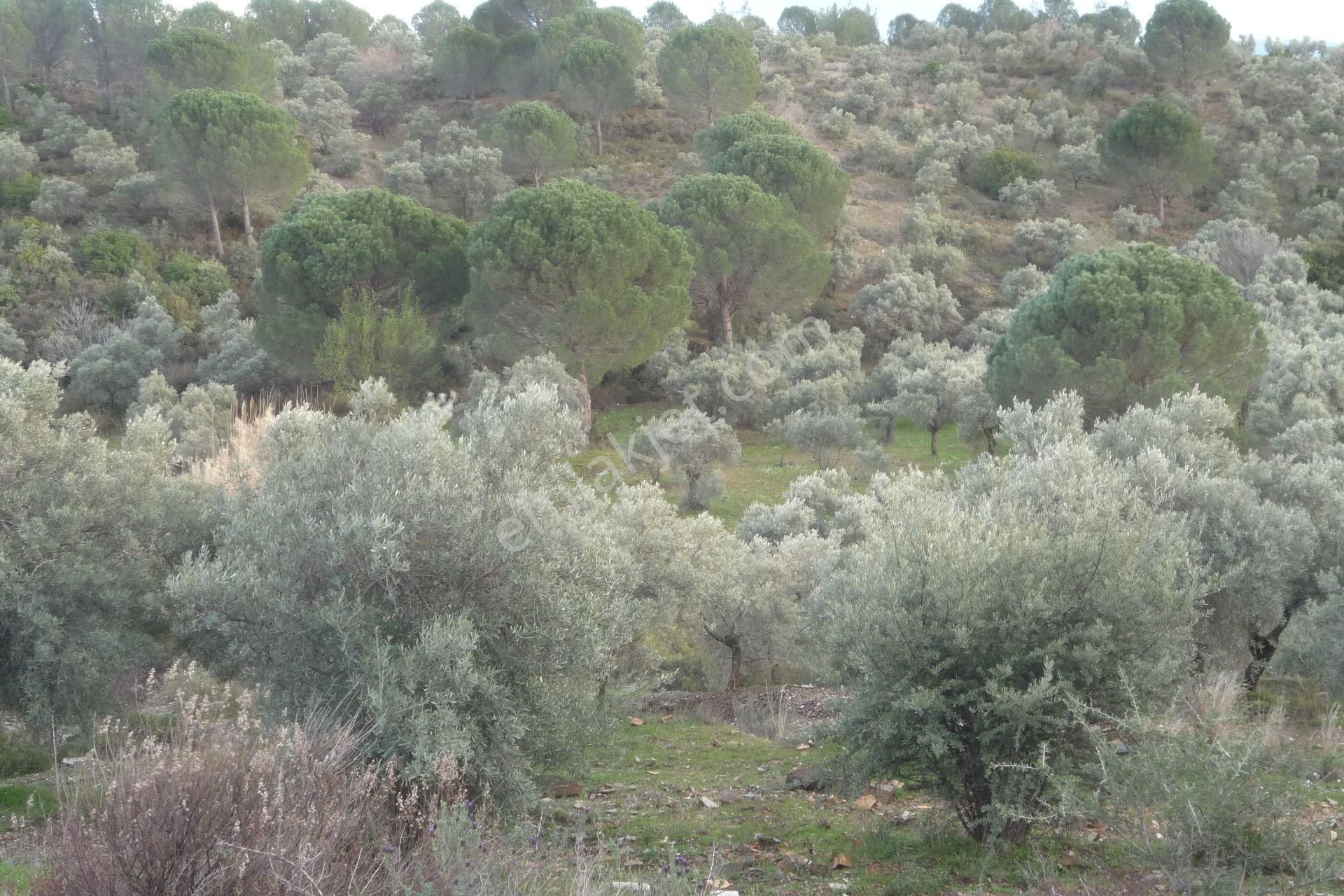 İzmir Torbalı Gold Emlakta Satılık Zeytin Bahçesi - Görsel 24