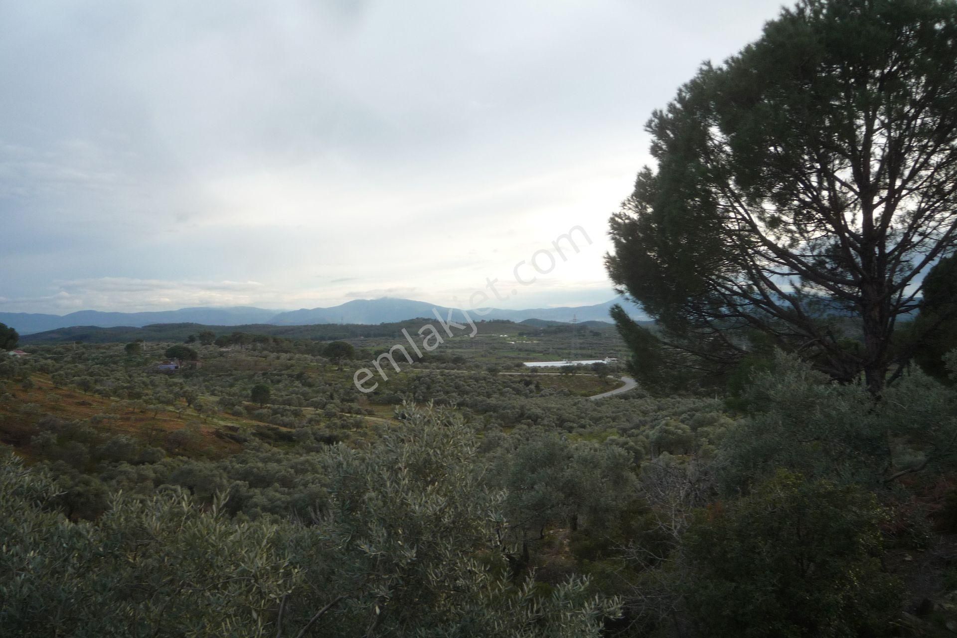 İzmir Torbalı Gold Emlakta Satılık Zeytin Bahçesi - Görsel 5