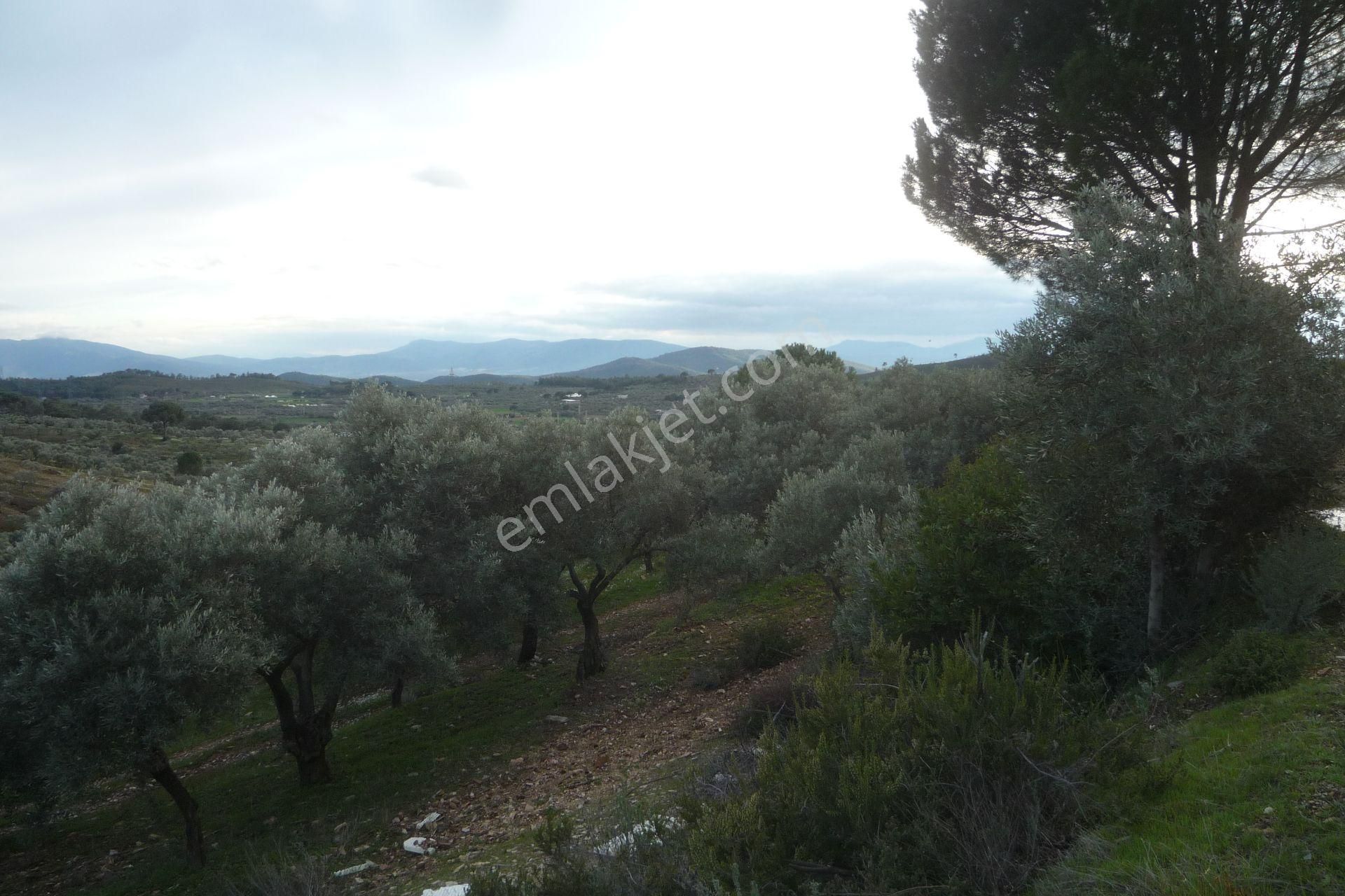 İzmir Torbalı Gold Emlakta Satılık Zeytin Bahçesi - Görsel 20
