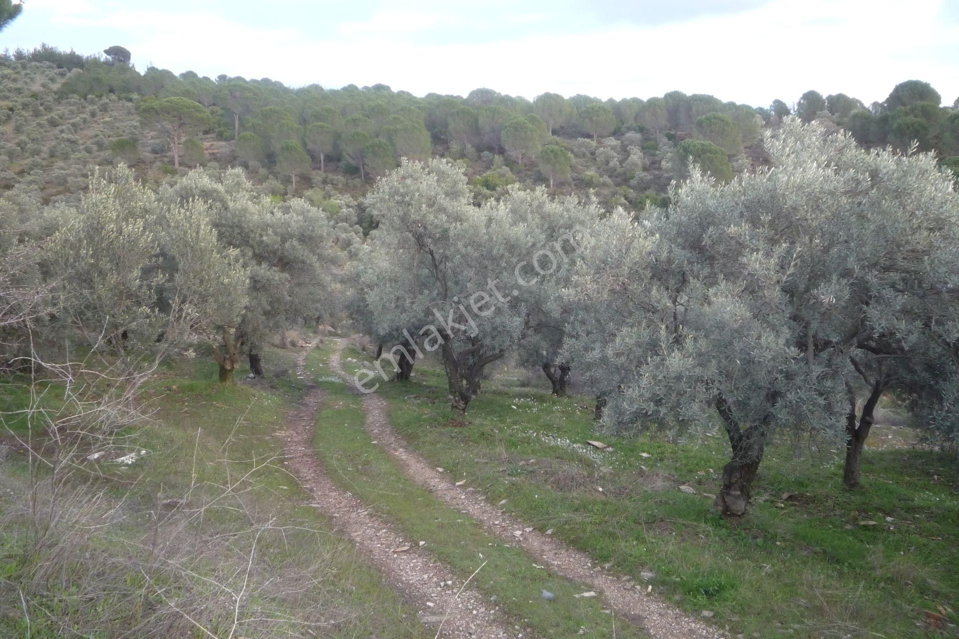 İzmir Torbalı Gold Emlakta Satılık Zeytin Bahçesi - Görsel 26
